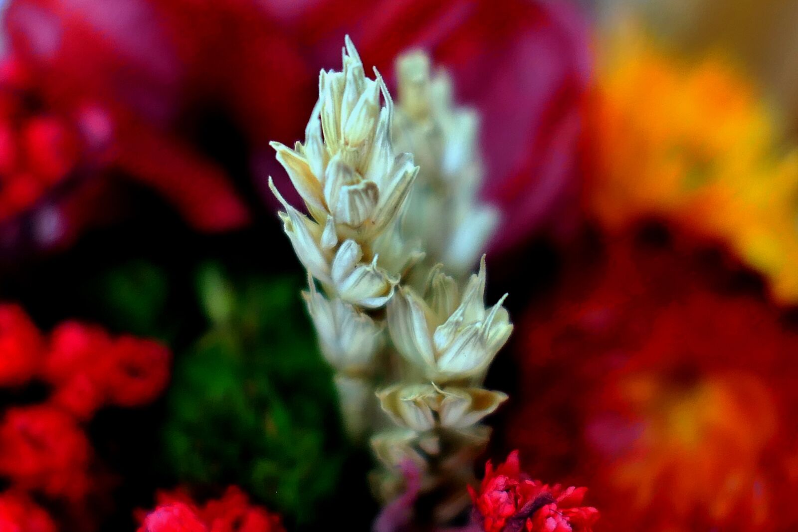Panasonic Lumix DMC-LX10 (Lumix DMC-LX15) sample photo. Dry bouquet, autumn, flowers photography