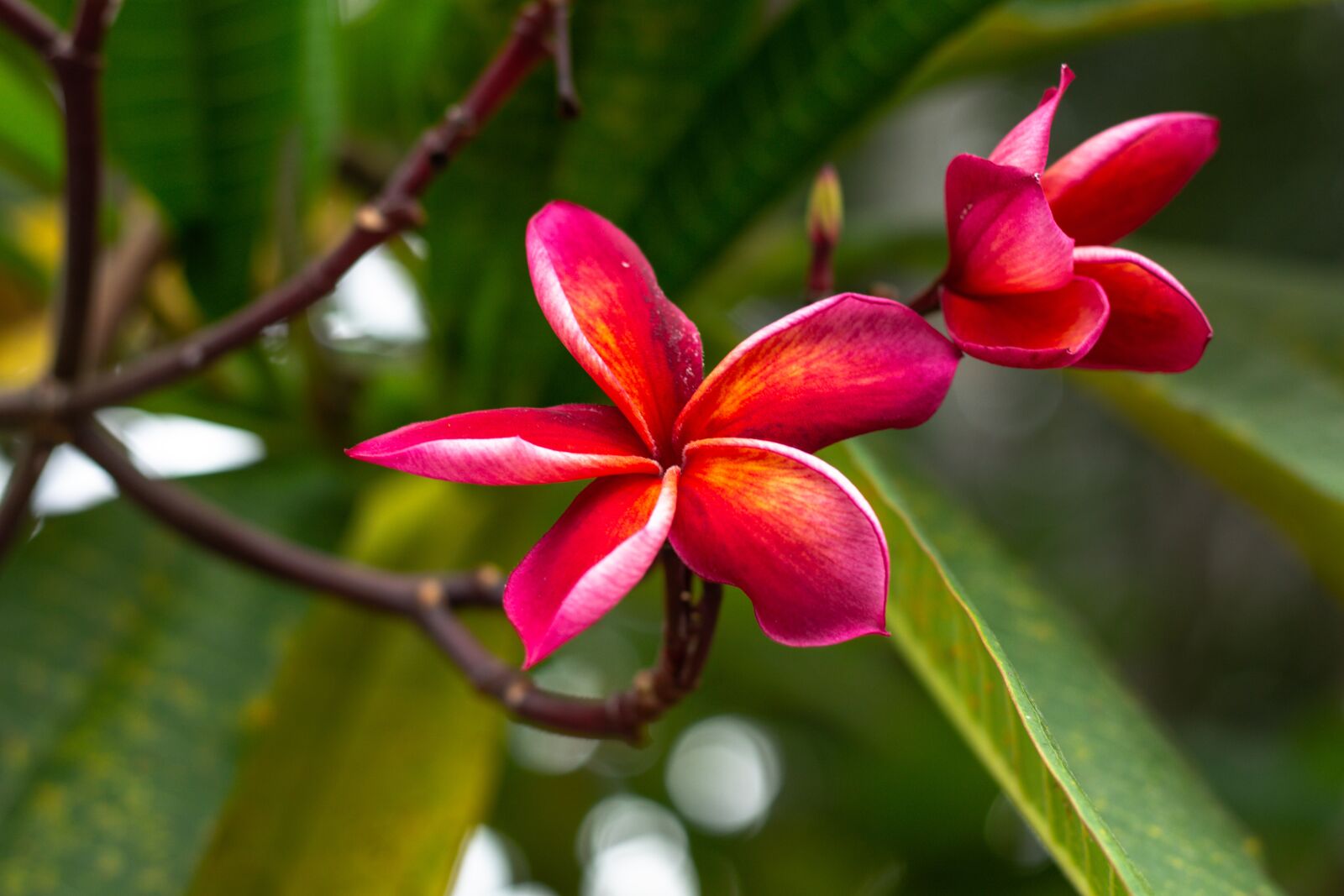 Canon EOS 700D (EOS Rebel T5i / EOS Kiss X7i) + Canon EF 50mm F1.8 STM sample photo. More information, bali, yellow photography
