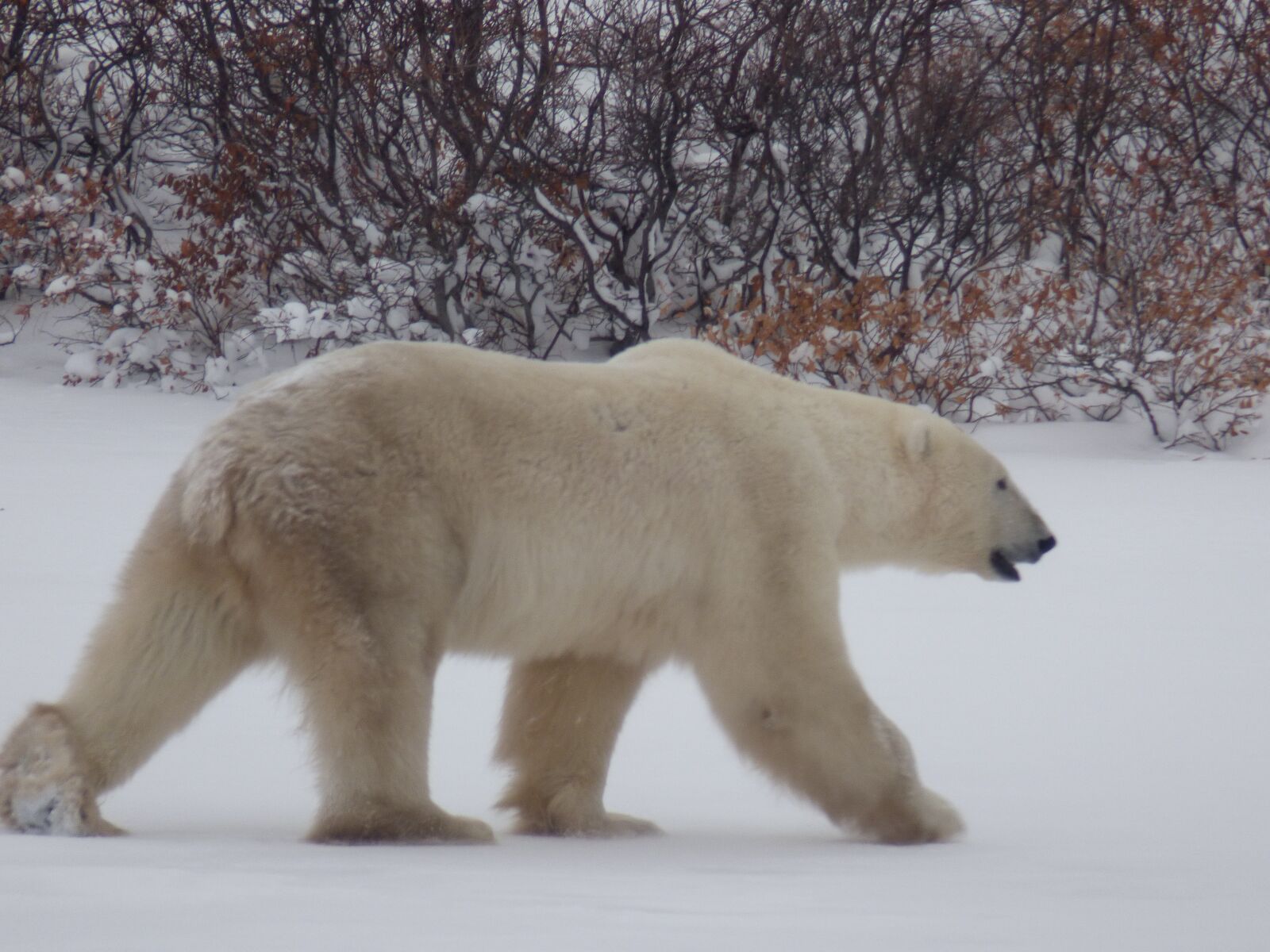 Panasonic Lumix DMC-FZ70 sample photo. The polar bear, polar photography