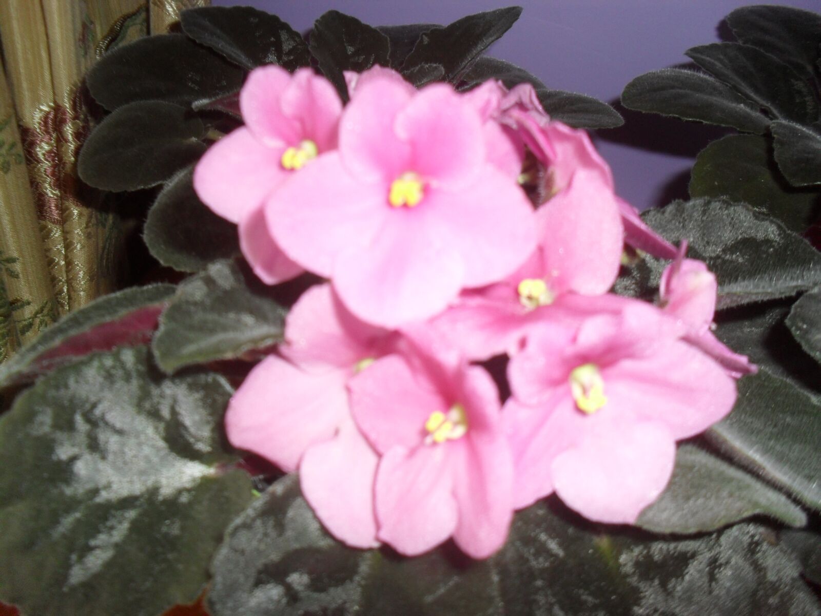 Samsung ES60 / VLUU ES60 /  SL105 /  ES63 sample photo. Pink, flower, potted photography
