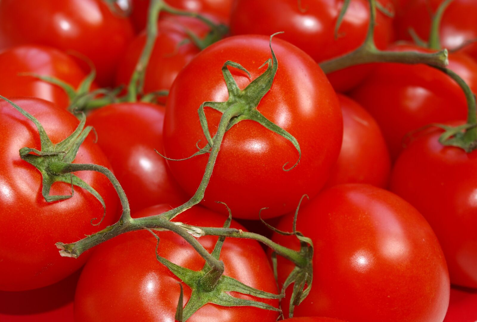 Olympus E-420 (EVOLT E-420) sample photo. Tomatoes, tomato branch, ripe photography