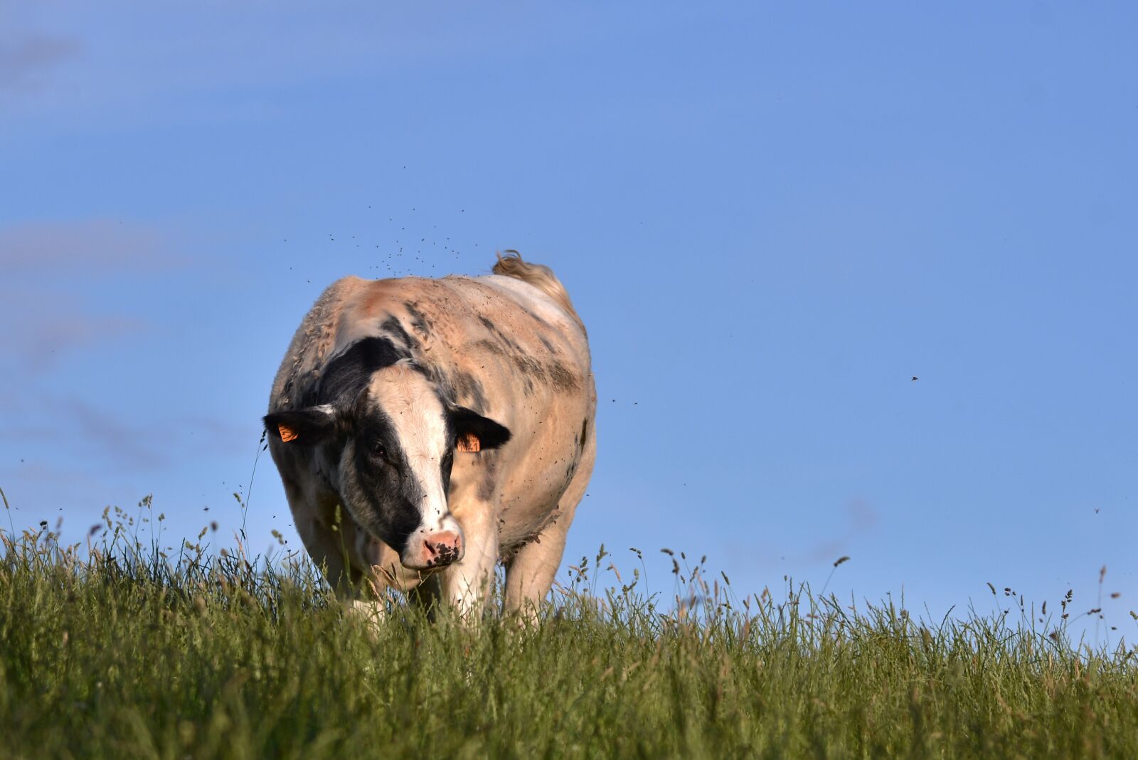 Nikon D600 sample photo. Cow, belgian blue, mammal photography