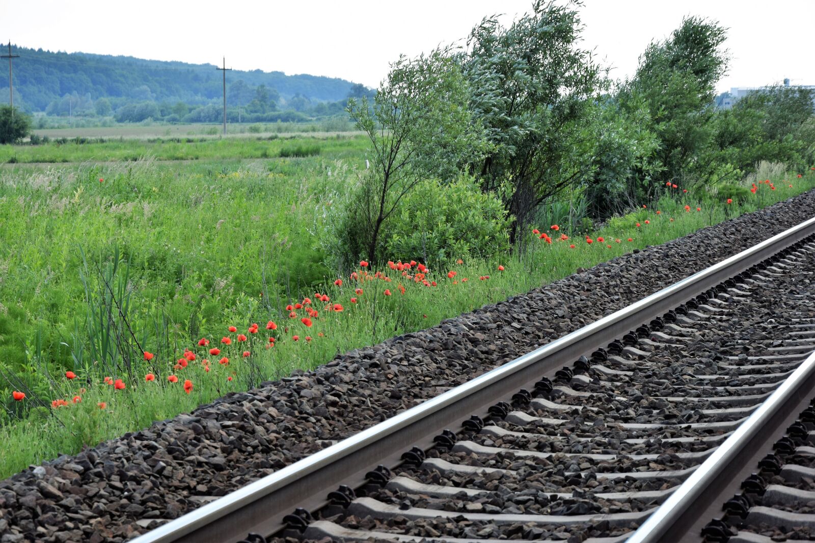 Nikon D3300 sample photo. Red poppy near railway photography