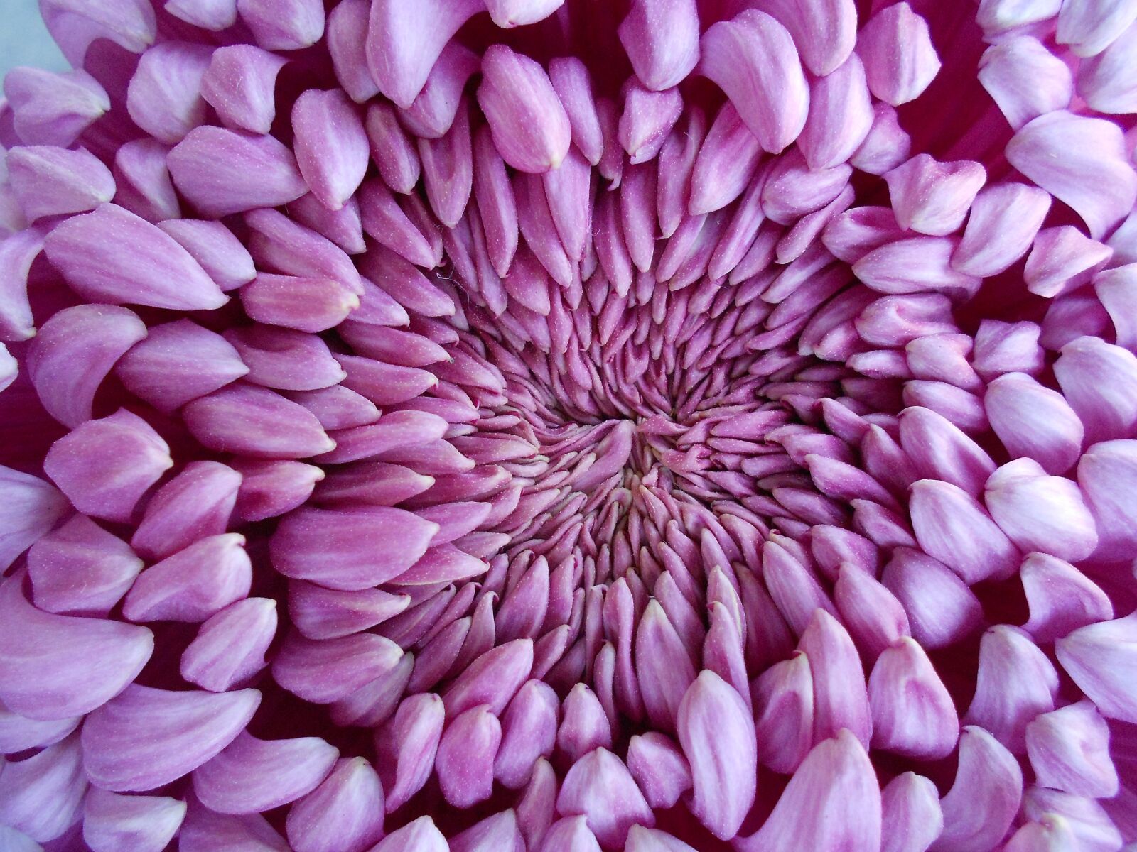Nikon Coolpix S3100 sample photo. Flowers, pink, purple photography