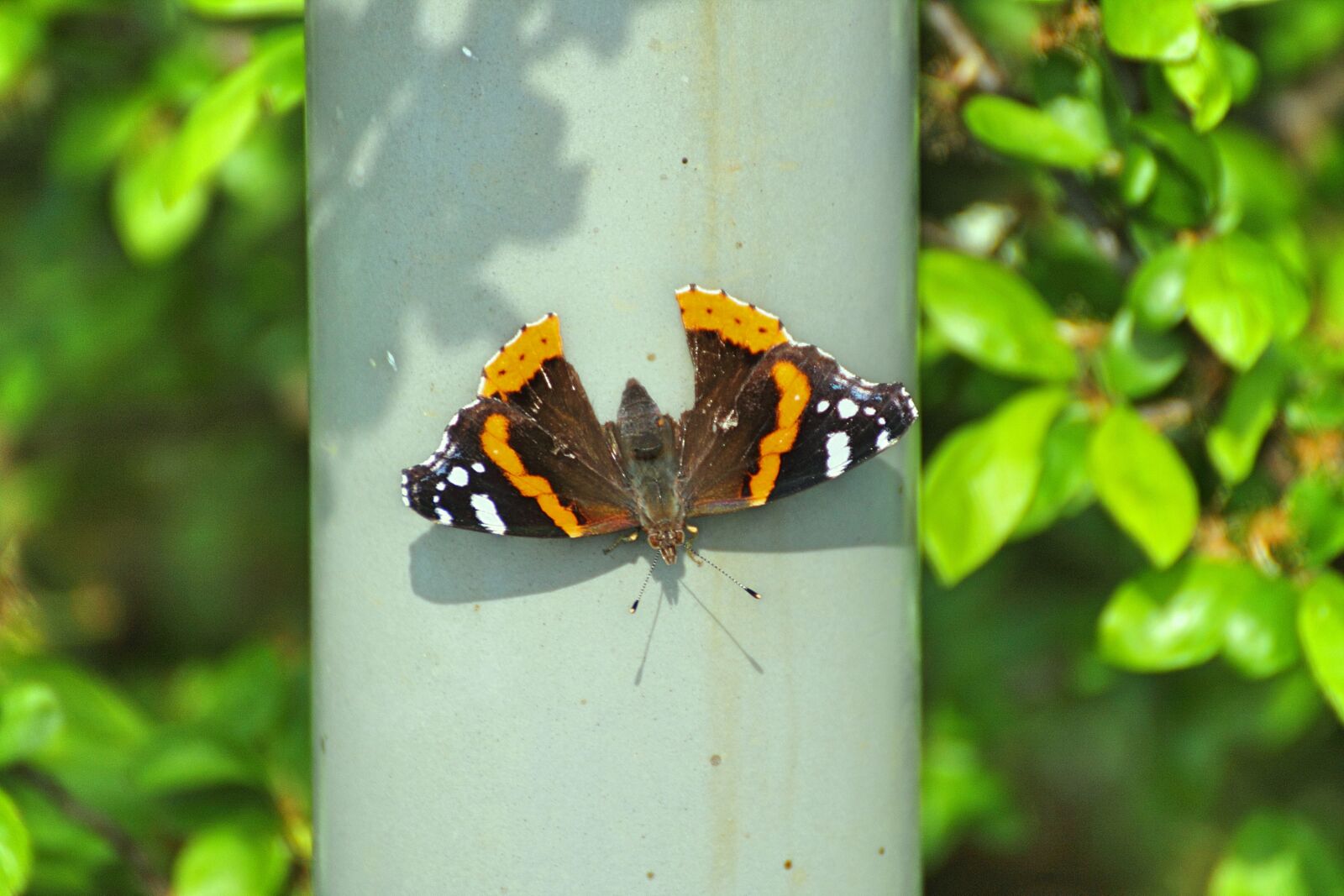 Canon EOS 1100D (EOS Rebel T3 / EOS Kiss X50) sample photo. Butterfly, leaf, nature photography
