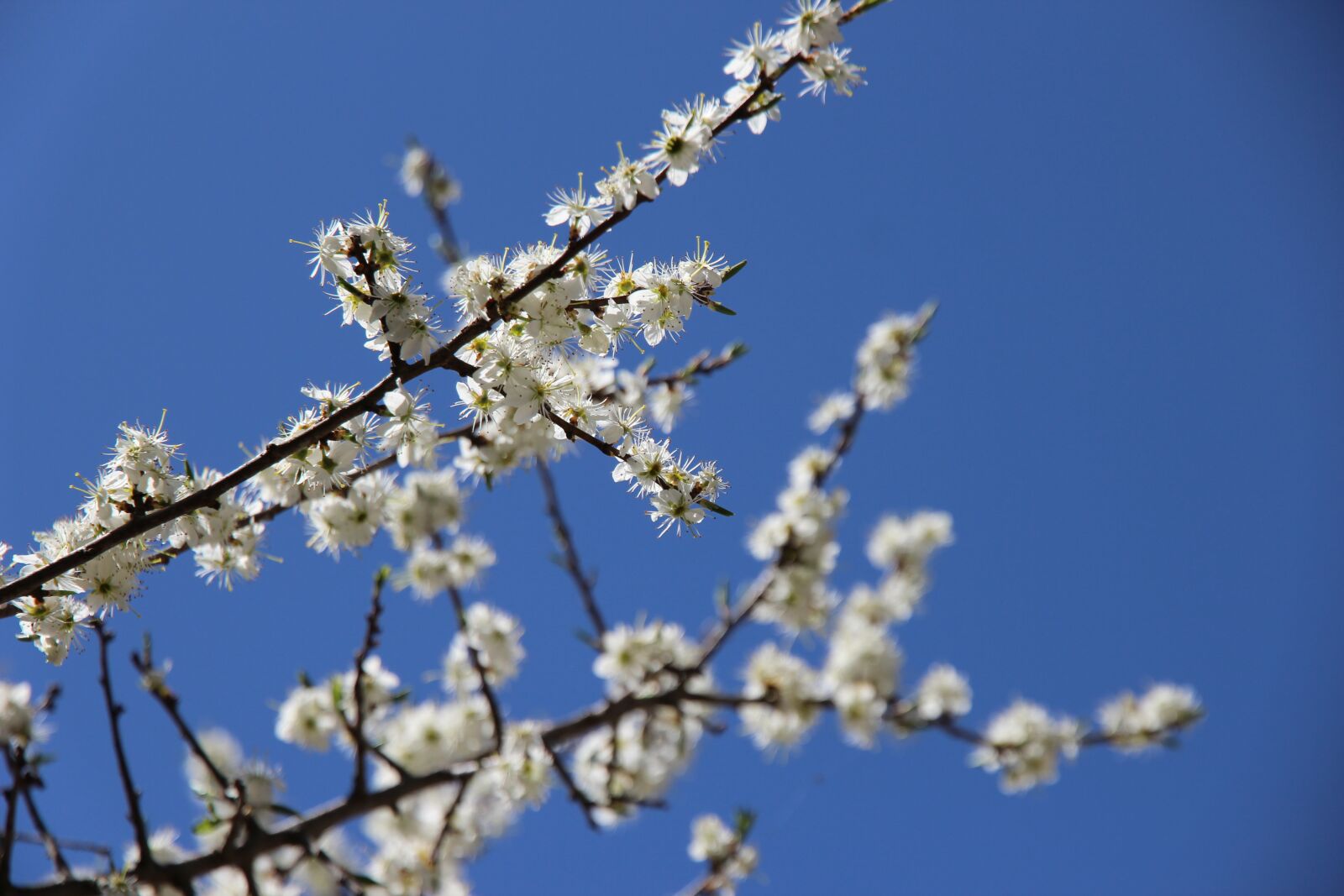 Canon EOS 600D (Rebel EOS T3i / EOS Kiss X5) sample photo. Flowers, spring, white blossom photography