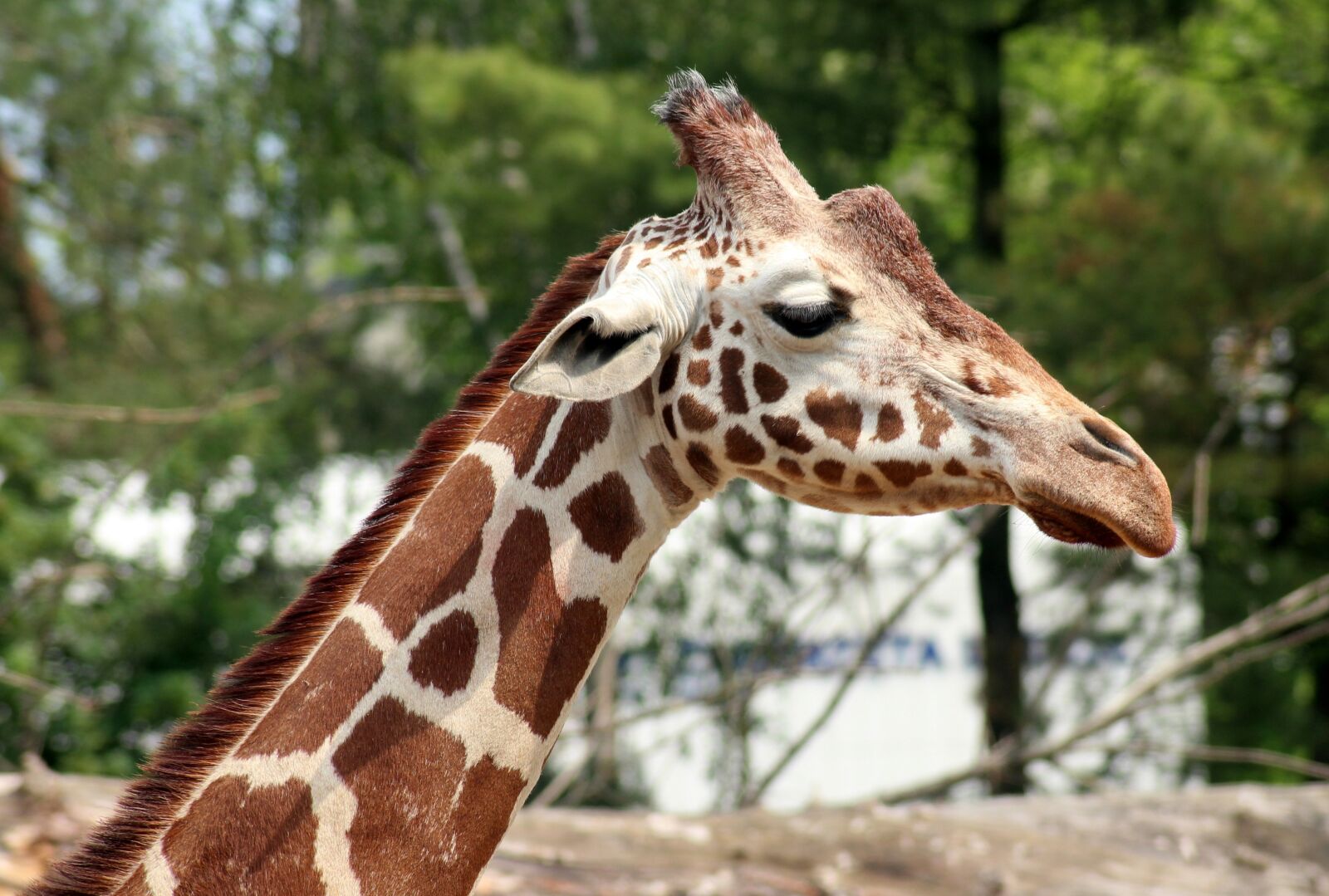 Canon EOS 1200D (EOS Rebel T5 / EOS Kiss X70 / EOS Hi) sample photo. Giraffe, animal, mammal photography