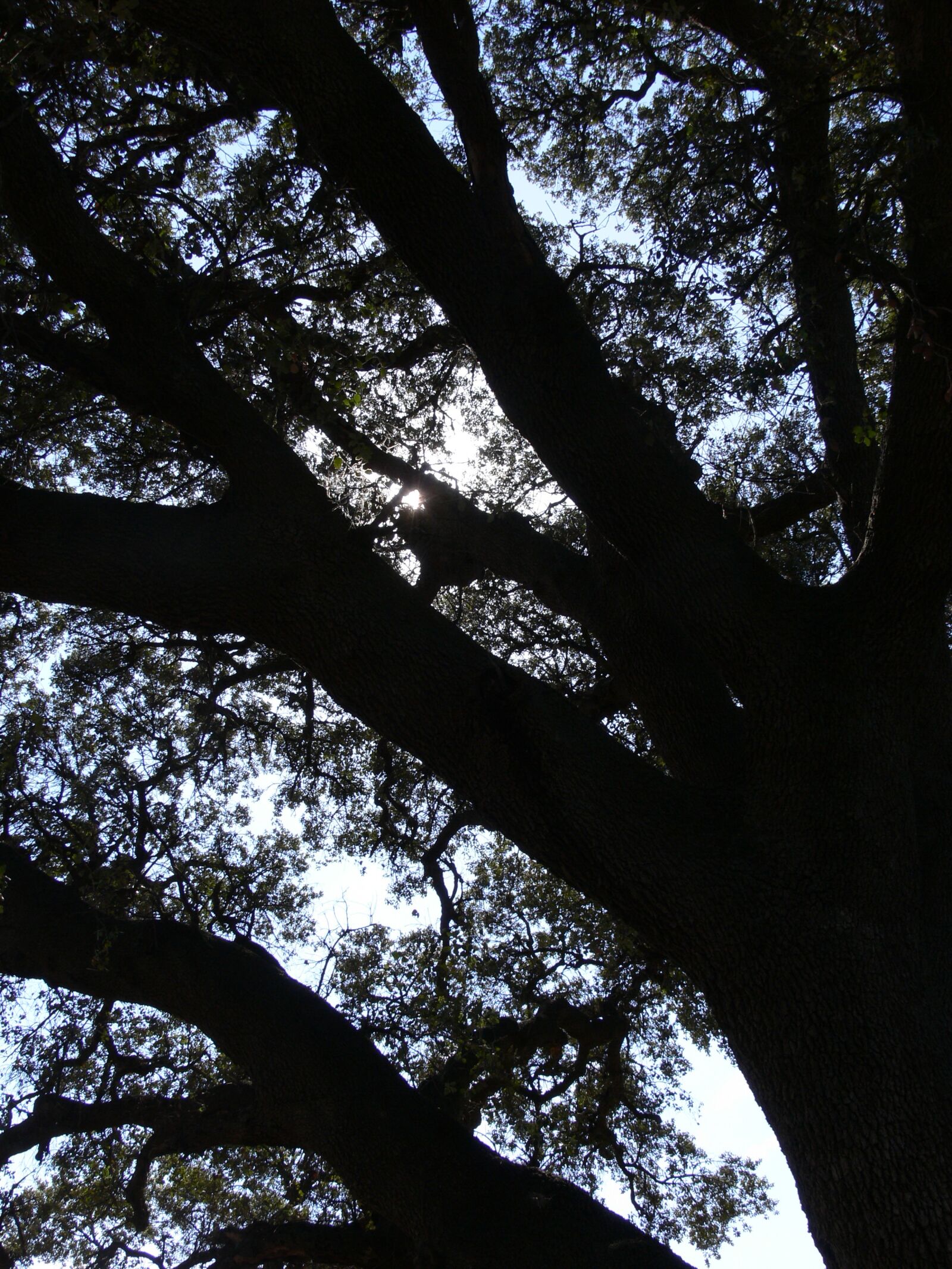 Panasonic DMC-FZ30 sample photo. Tree, shadows, landscape photography