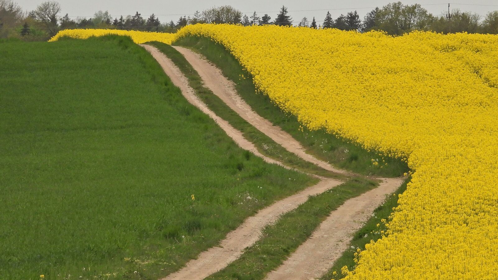Nikon Coolpix P1000 sample photo. Landscape, rapeseed, masuria photography