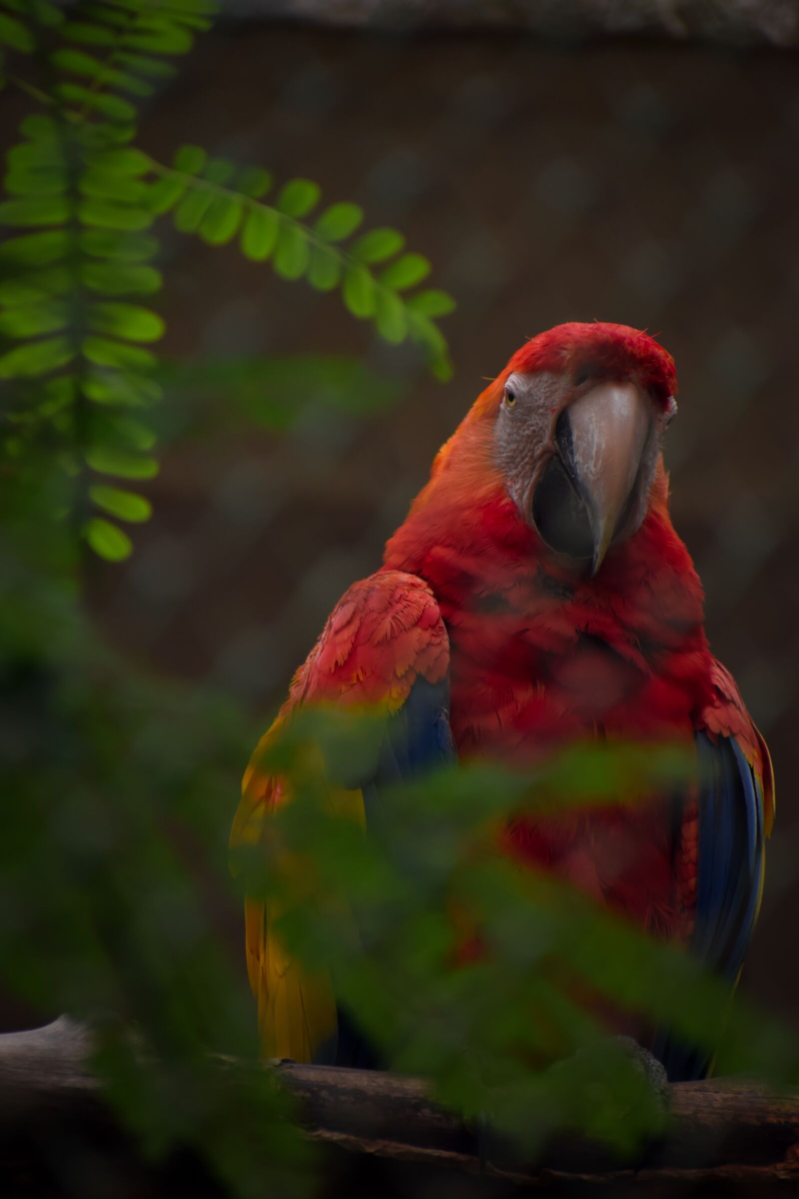 Nikon D5300 sample photo. Parrot, yellow parrot, bird photography