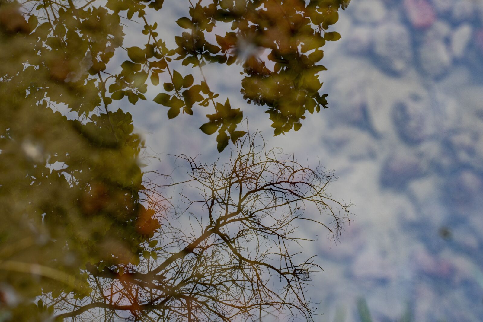 Nikon D7500 sample photo. Water, reflection, plant photography