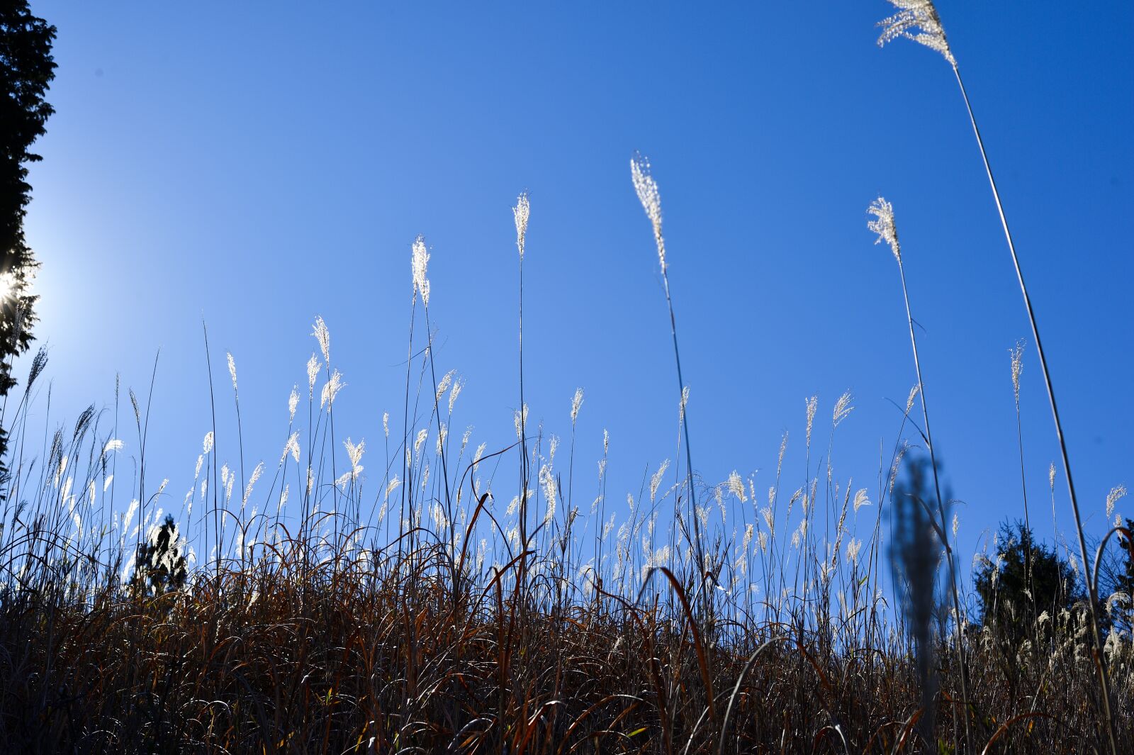 Nikon Df sample photo. Japanese silver grass, mt photography