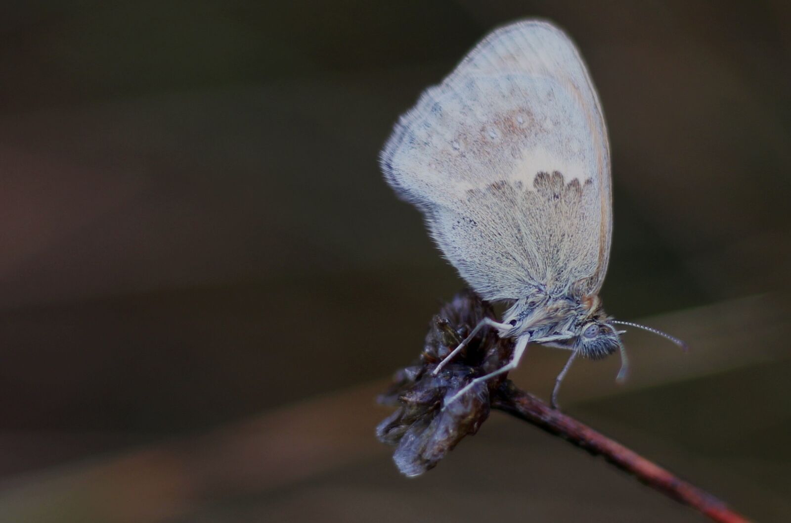 Canon EOS 650D (EOS Rebel T4i / EOS Kiss X6i) + Canon EF 50mm F1.8 STM sample photo. Butterfly, grey, insect photography