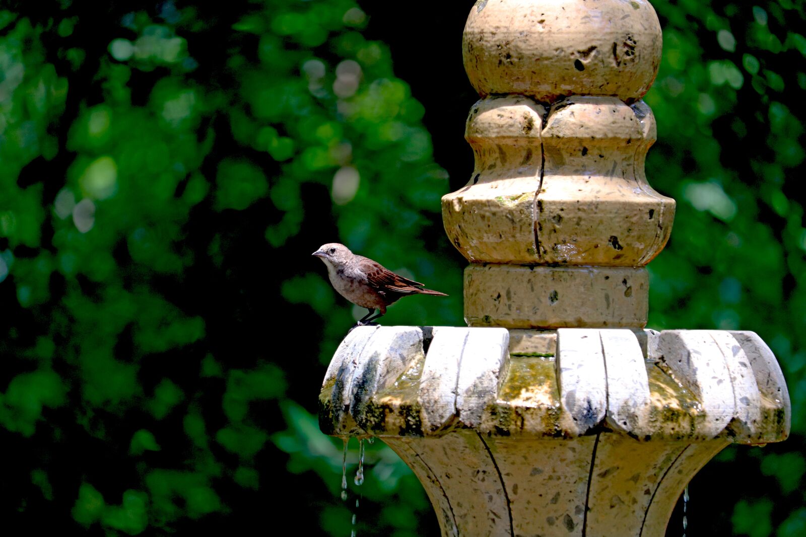 Canon EOS 800D (EOS Rebel T7i / EOS Kiss X9i) + Canon EF-S 55-250mm F4-5.6 IS STM sample photo. Bird, fountain, backyard photography