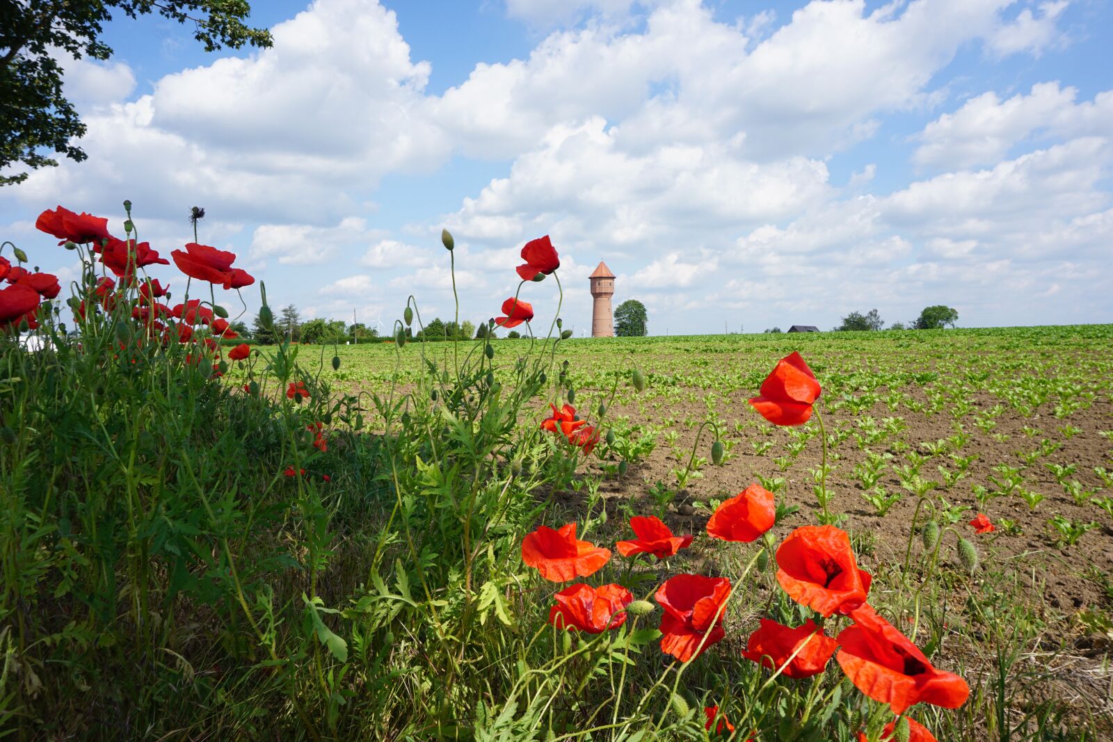 Sony a6000 sample photo. Poppy, field, nature photography