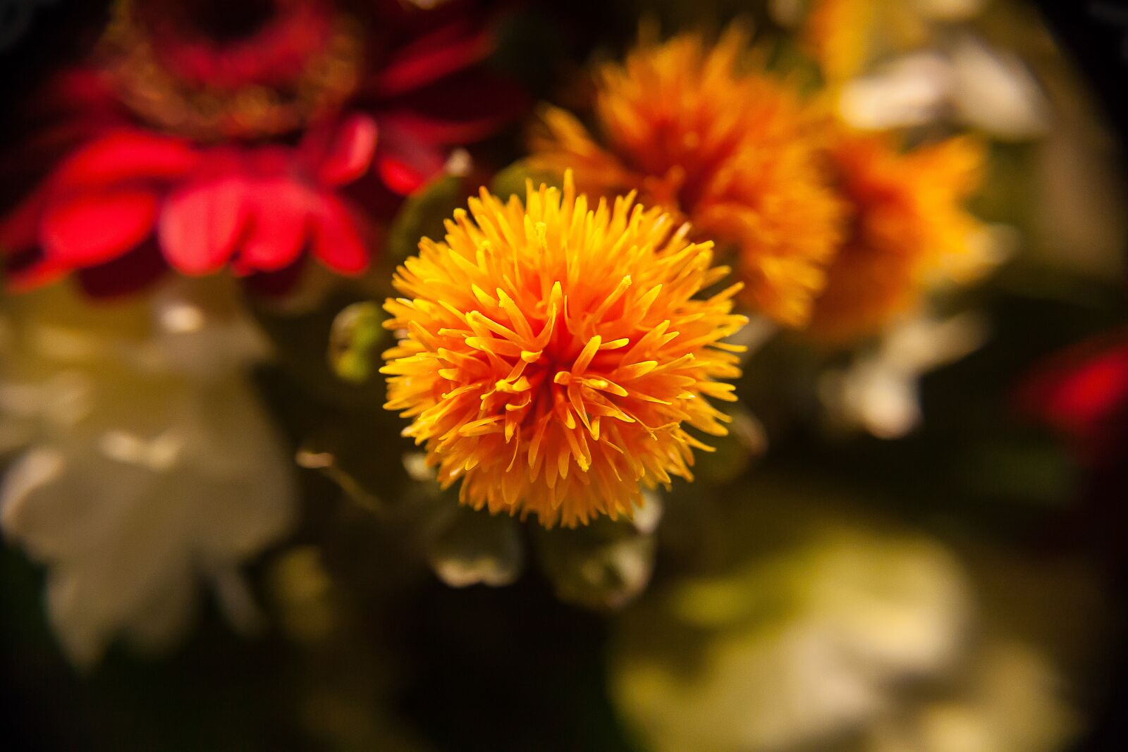 Canon EOS 50D + Canon EF-S 18-55mm F3.5-5.6 II sample photo. Flower, orange blossom, plant photography