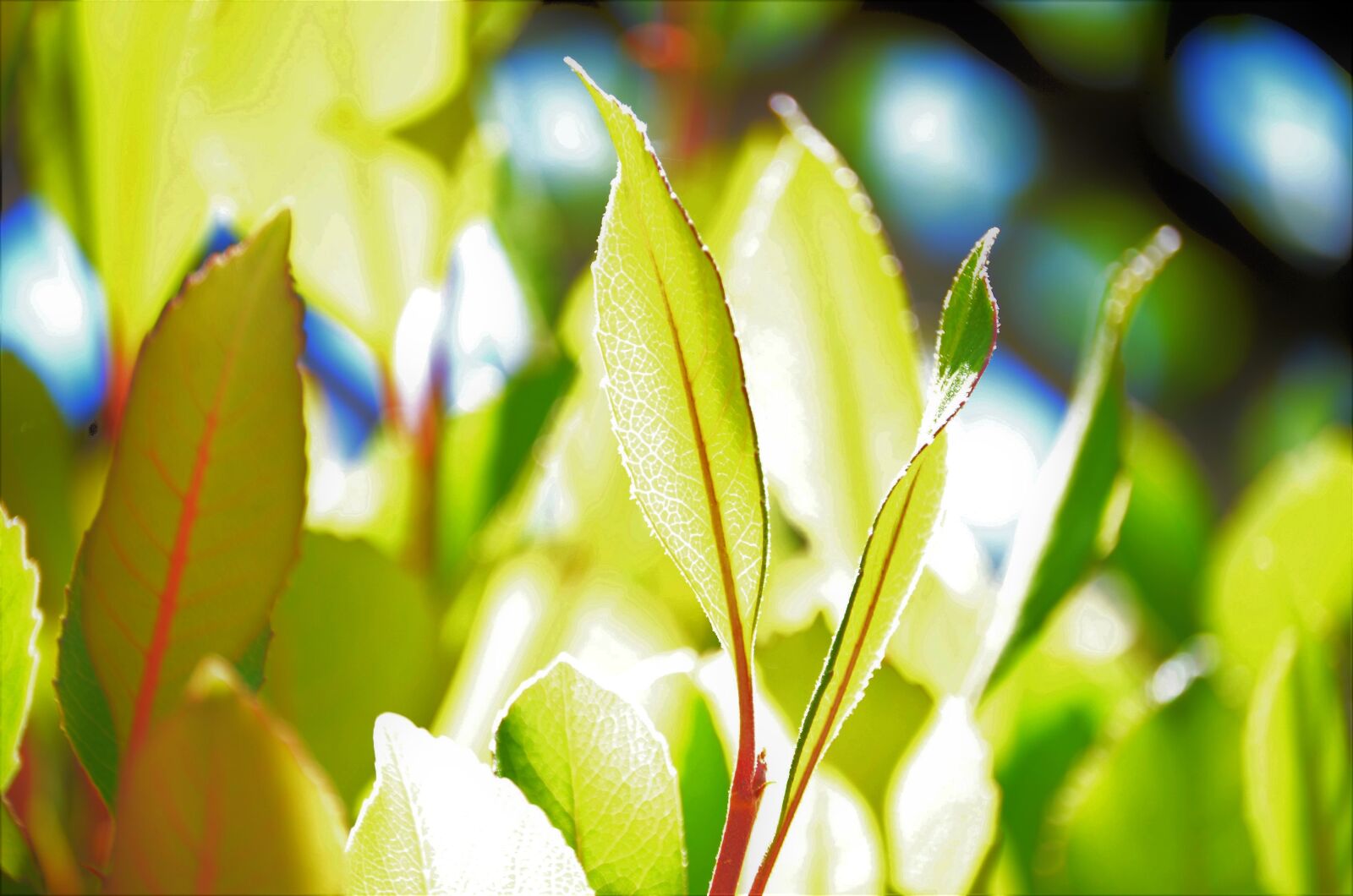 Nikon D7000 sample photo. Leaves, green, plant photography