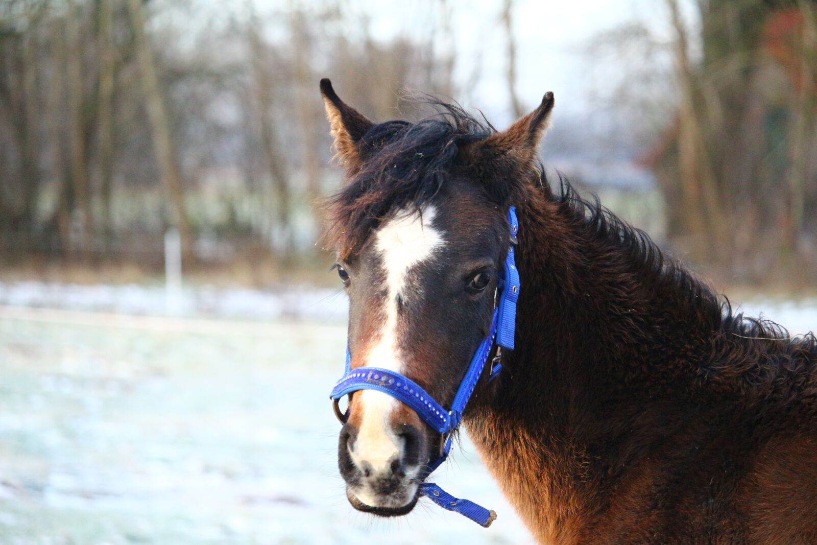 Canon EOS 100D (EOS Rebel SL1 / EOS Kiss X7) sample photo. Horse, winter, snow photography