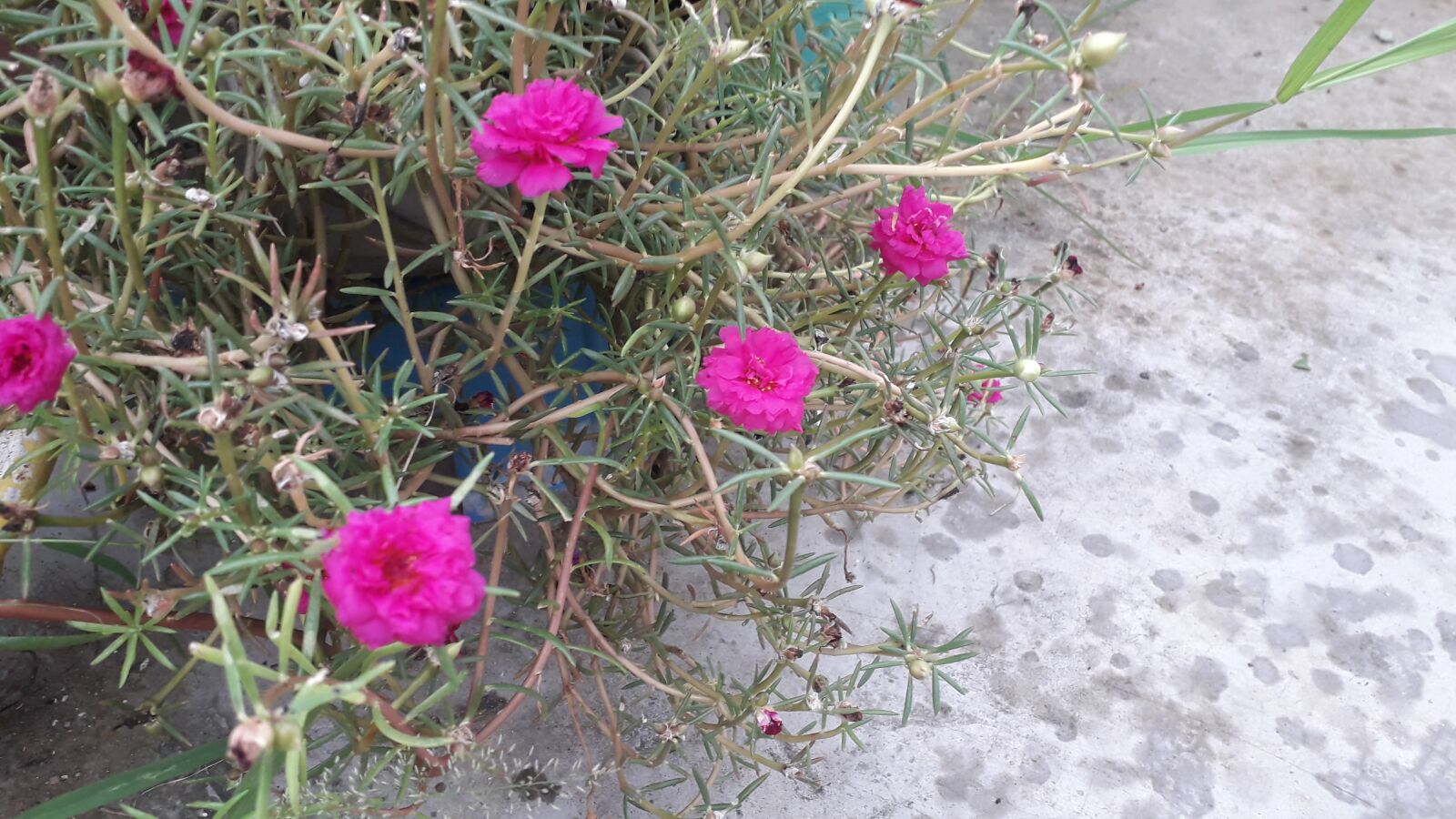 Samsung Galaxy J4 sample photo. Flower, beauty, nature photography