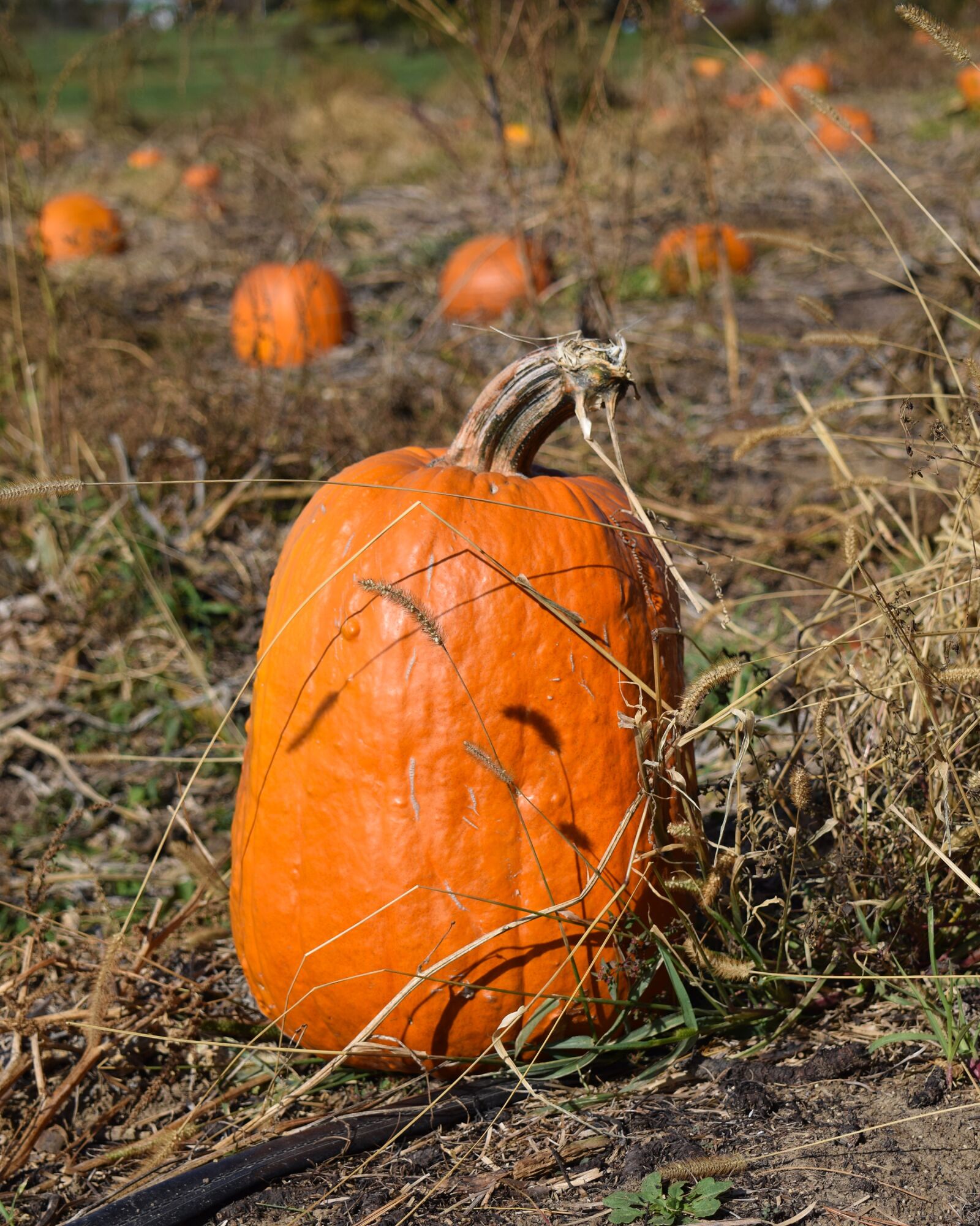 Nikon D5300 sample photo. Pumpkin, pumpkin patch, fall photography