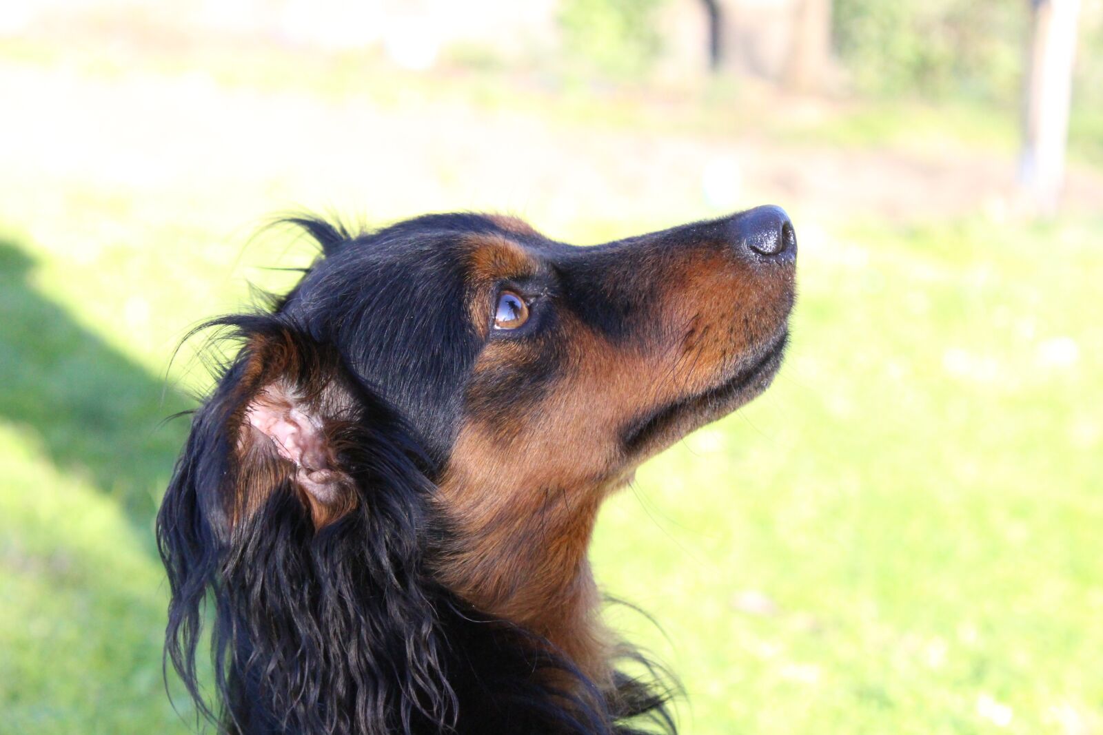 Canon EOS 100D (EOS Rebel SL1 / EOS Kiss X7) sample photo. Dog, puppy, cute photography