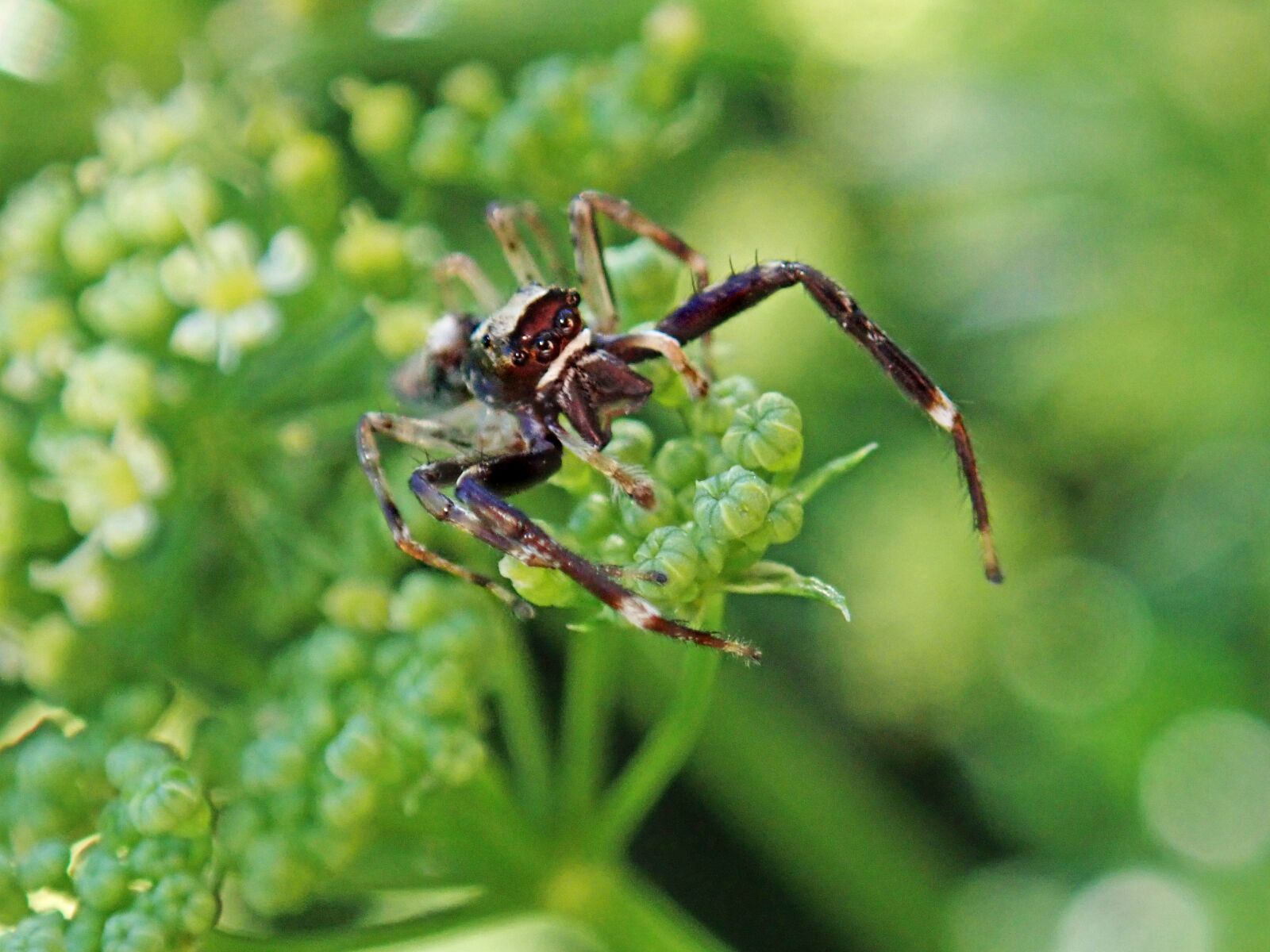 Olympus TG-5 sample photo. Spider, insect, arachnid photography