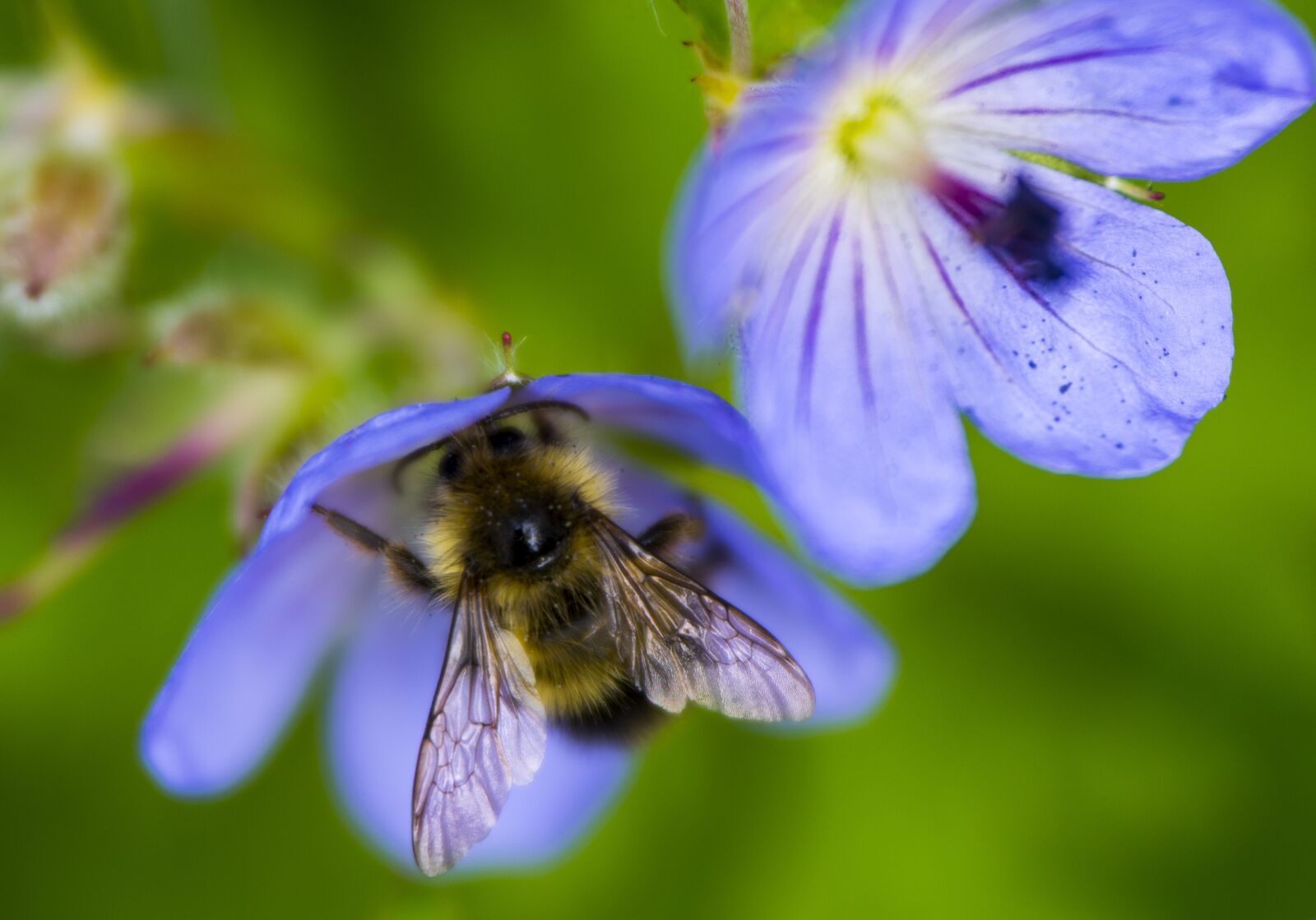 Nikon D810 sample photo. Bee, flower, nature photography