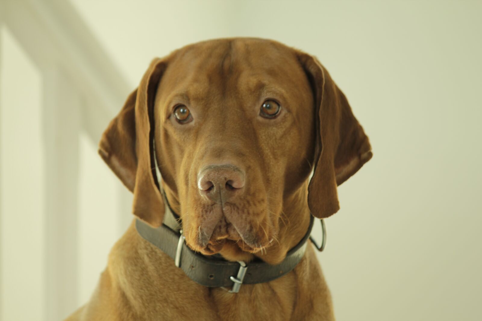 Canon EOS 550D (EOS Rebel T2i / EOS Kiss X4) sample photo. Dog, brown, straight look photography