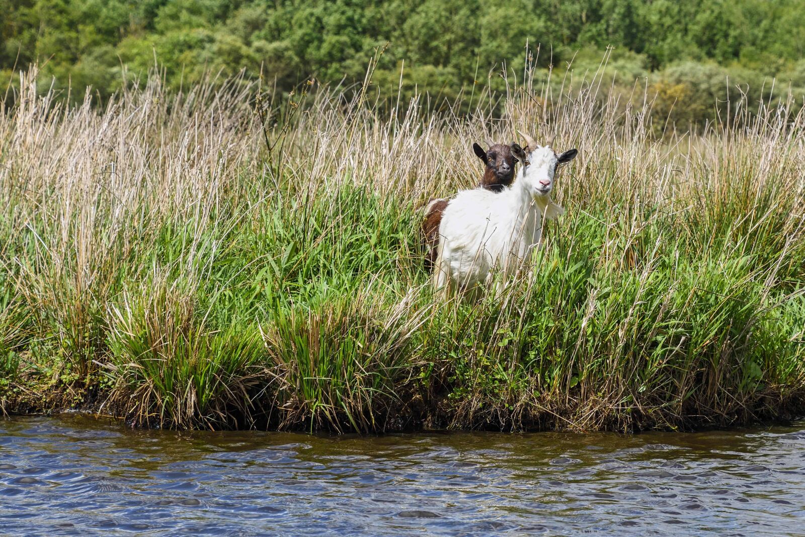 Nikon D500 sample photo. Water, nature, goat, grass photography