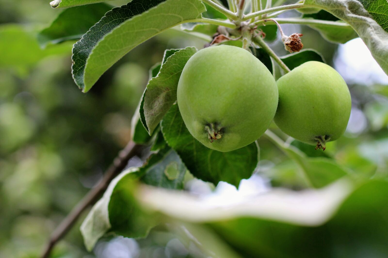 Canon EOS 700D (EOS Rebel T5i / EOS Kiss X7i) + Canon EF 50mm F1.8 STM sample photo. Apple, sad, nature photography