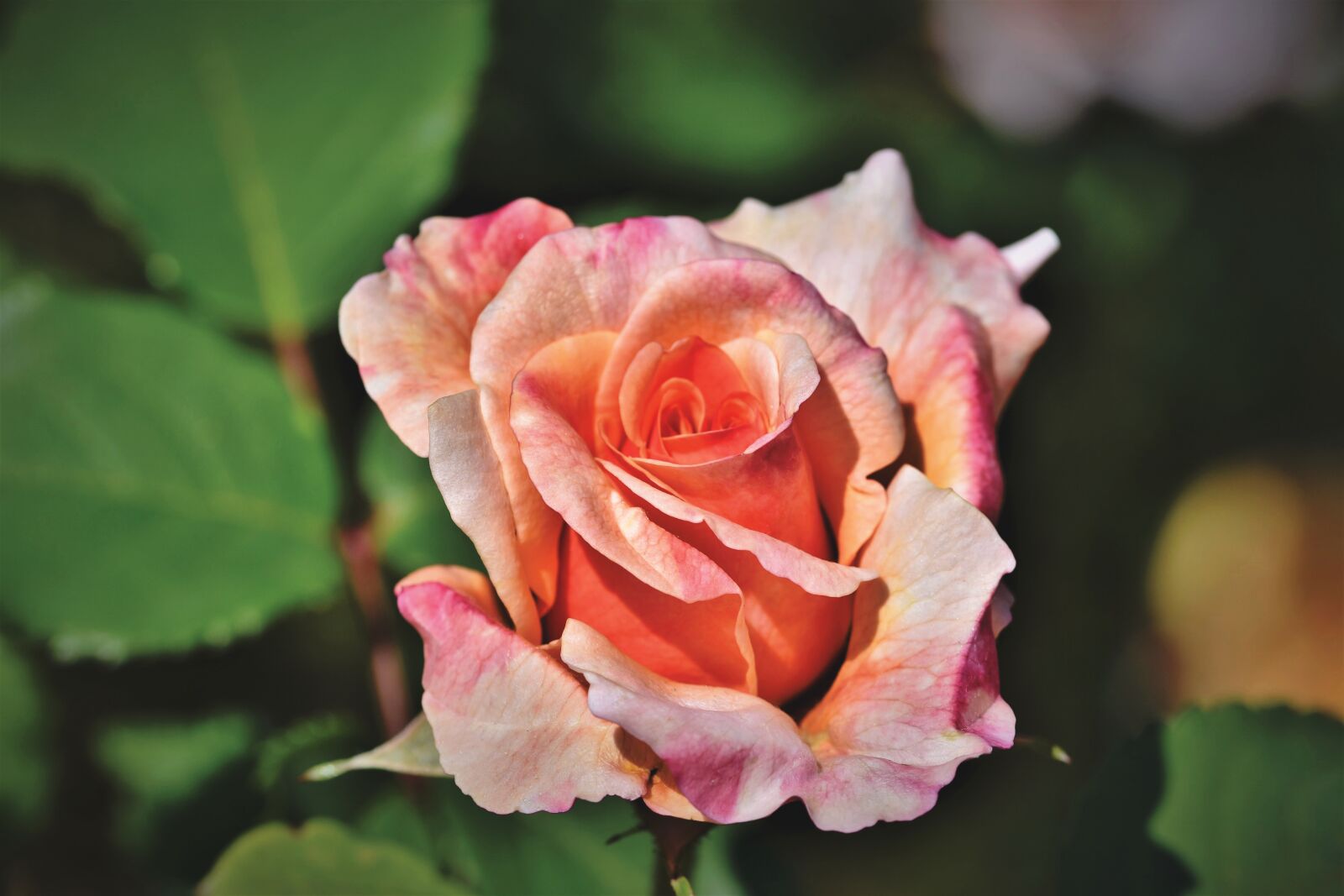 Nikon D7200 sample photo. Rose, rose bloom, garden photography