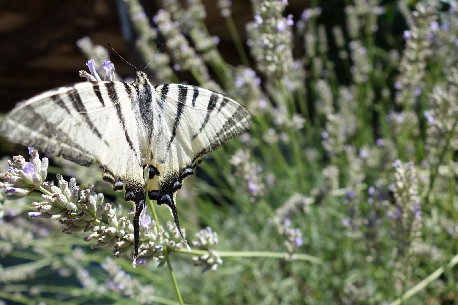 Sony Cyber-shot DSC-RX100 II sample photo. Butterfly, nature, bug photography