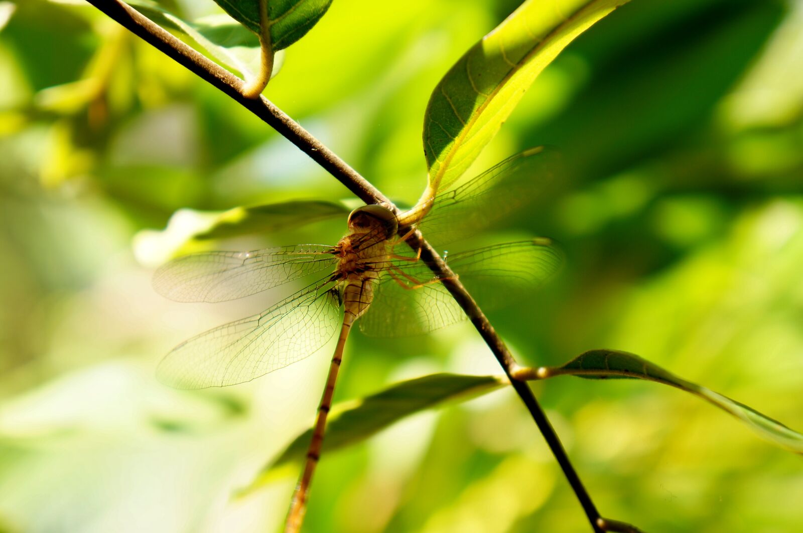 Sony Alpha NEX-F3 + Sony E 18-55mm F3.5-5.6 OSS sample photo. Natural, insects, dragonflies photography