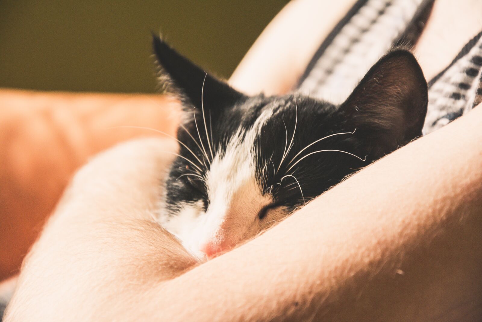 Nikon D5200 sample photo. Cat, kitten, animal photography
