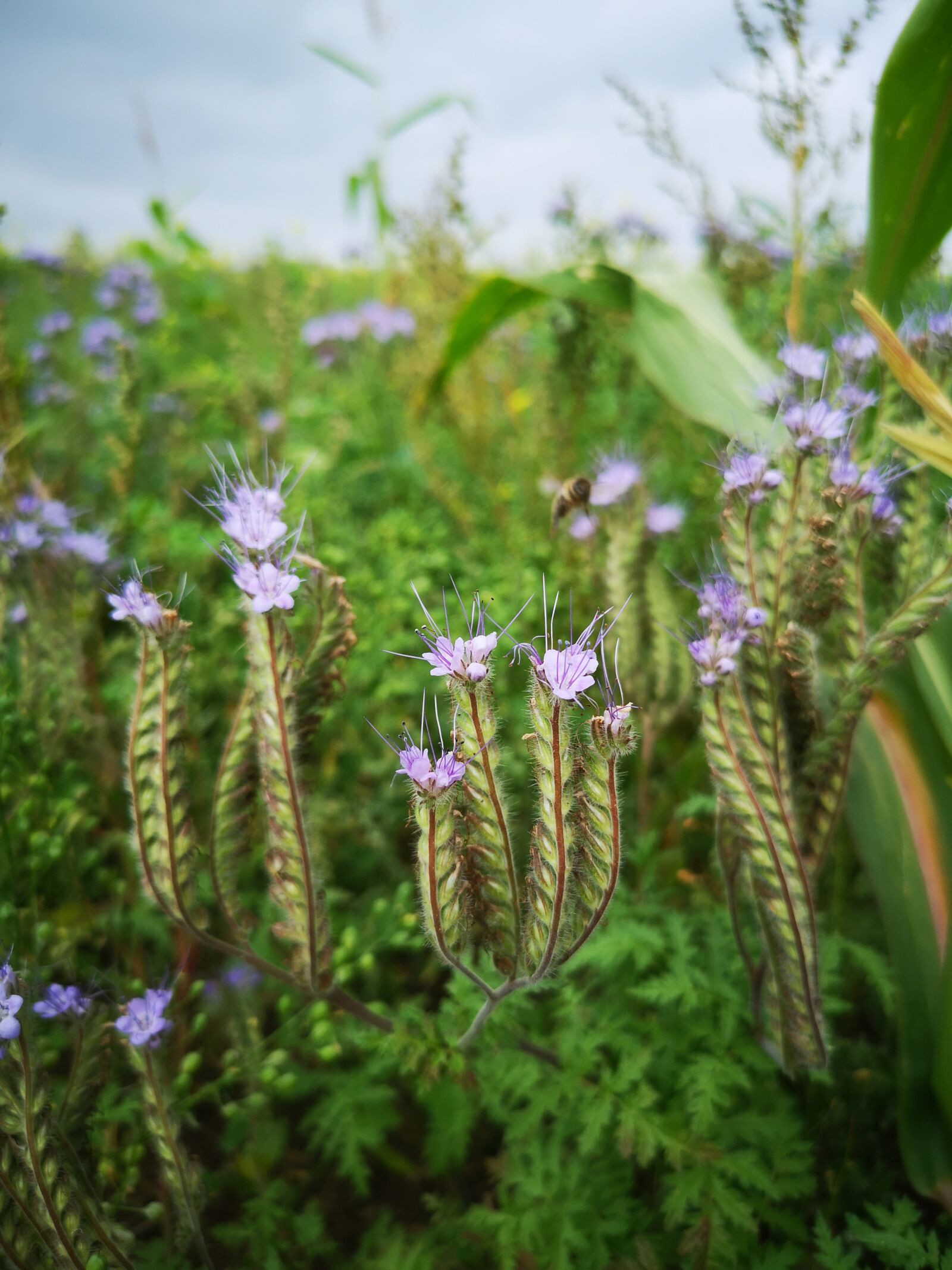 HUAWEI CLT-L29 sample photo. Flower bee, field, green photography