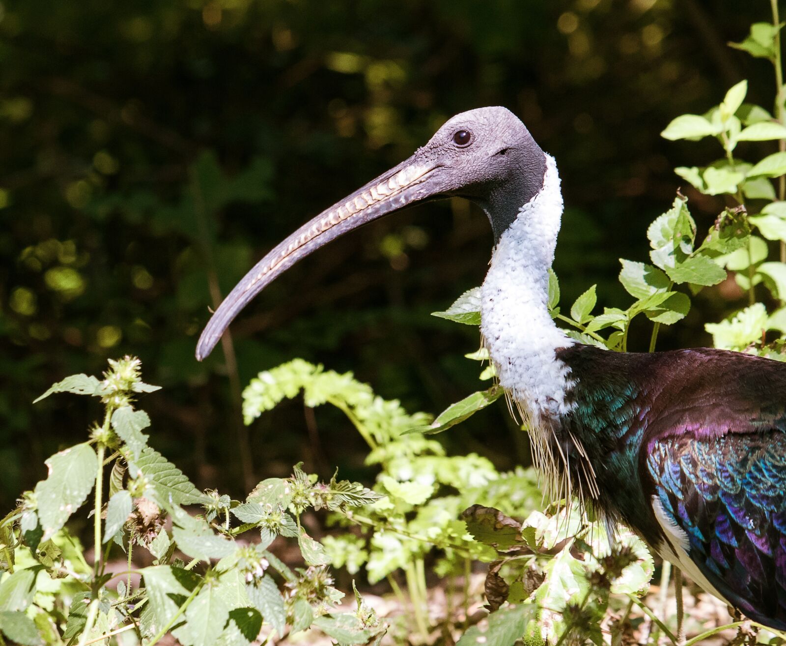 Canon EF-S 55-250mm F4-5.6 IS STM sample photo. Bird, animal, animal world photography