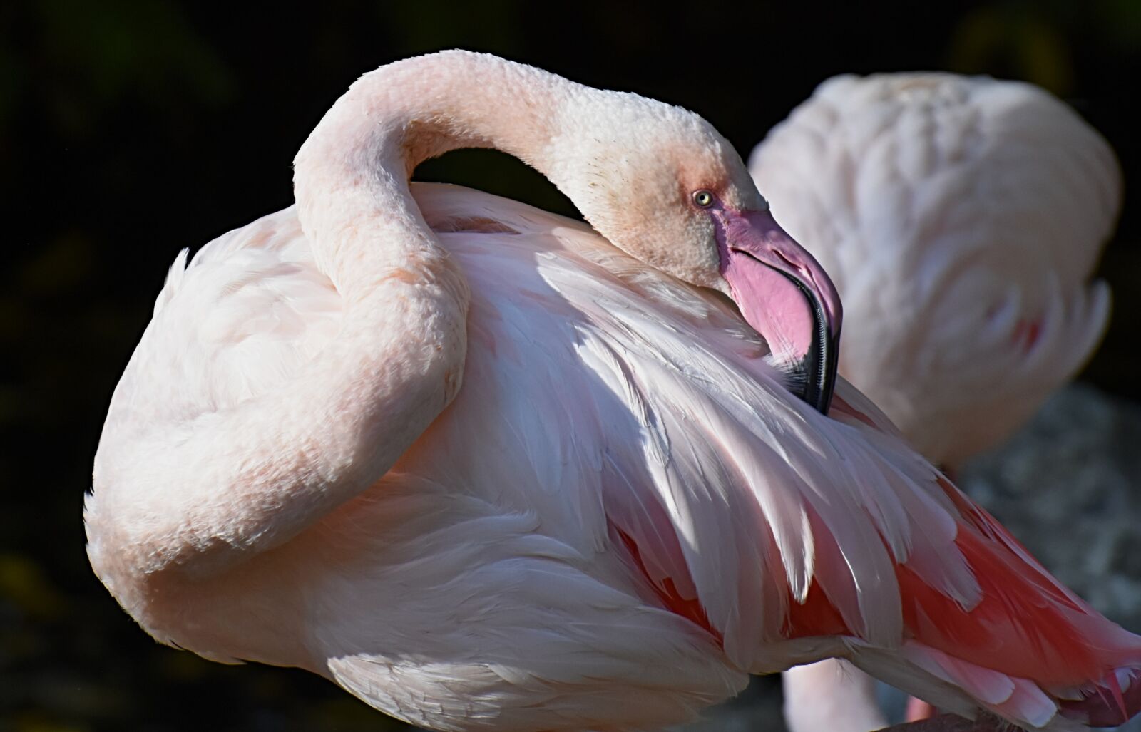 Nikon D7200 sample photo. Flamingo, bird, colorful photography