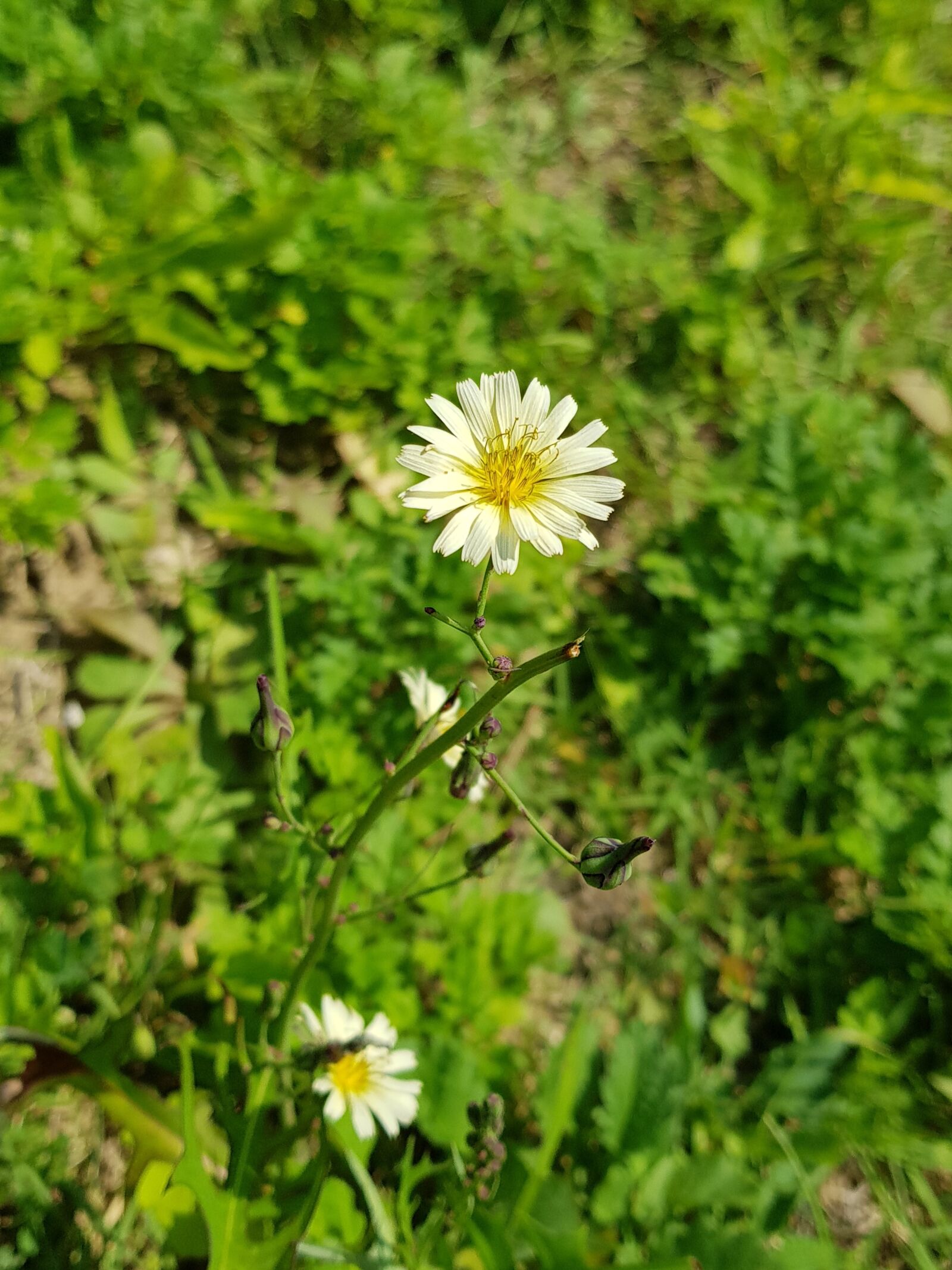 Samsung Galaxy S8+ sample photo. White flowers, greenness, pretty photography