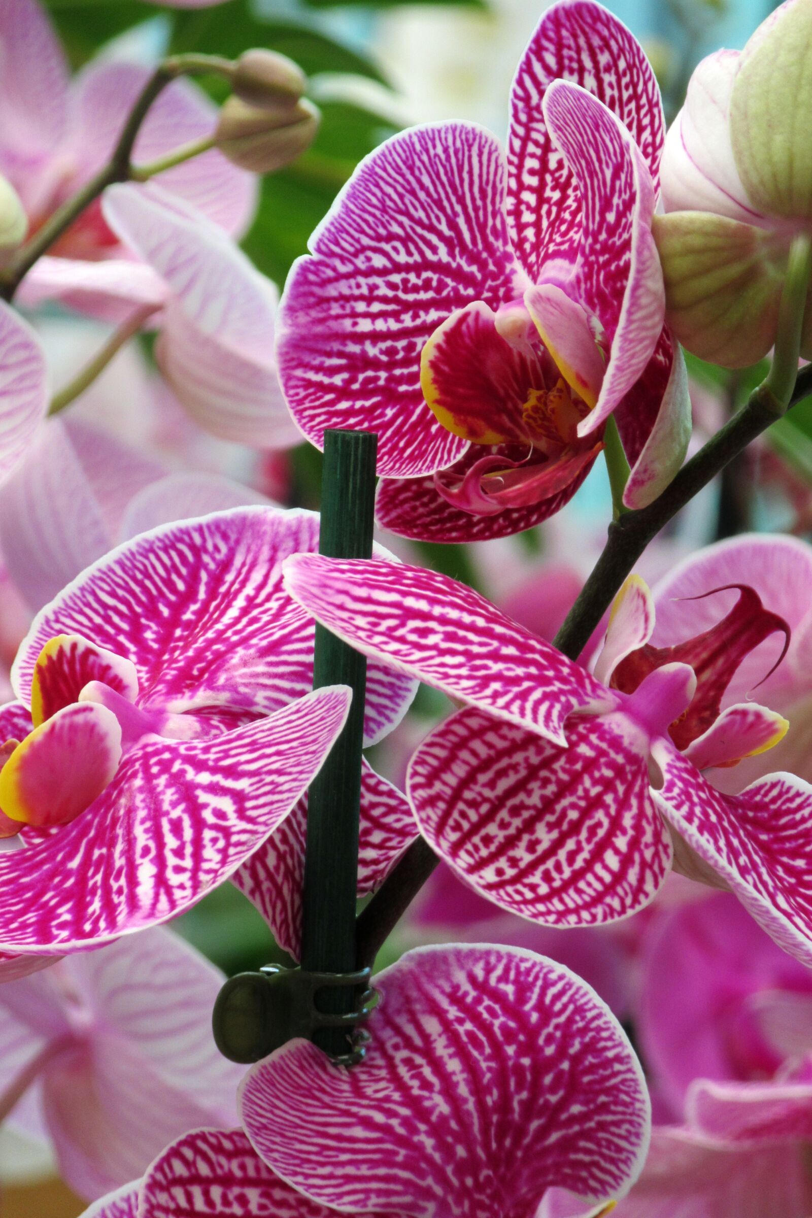 Canon PowerShot SX610 HS sample photo. Orchid, flower, close up photography