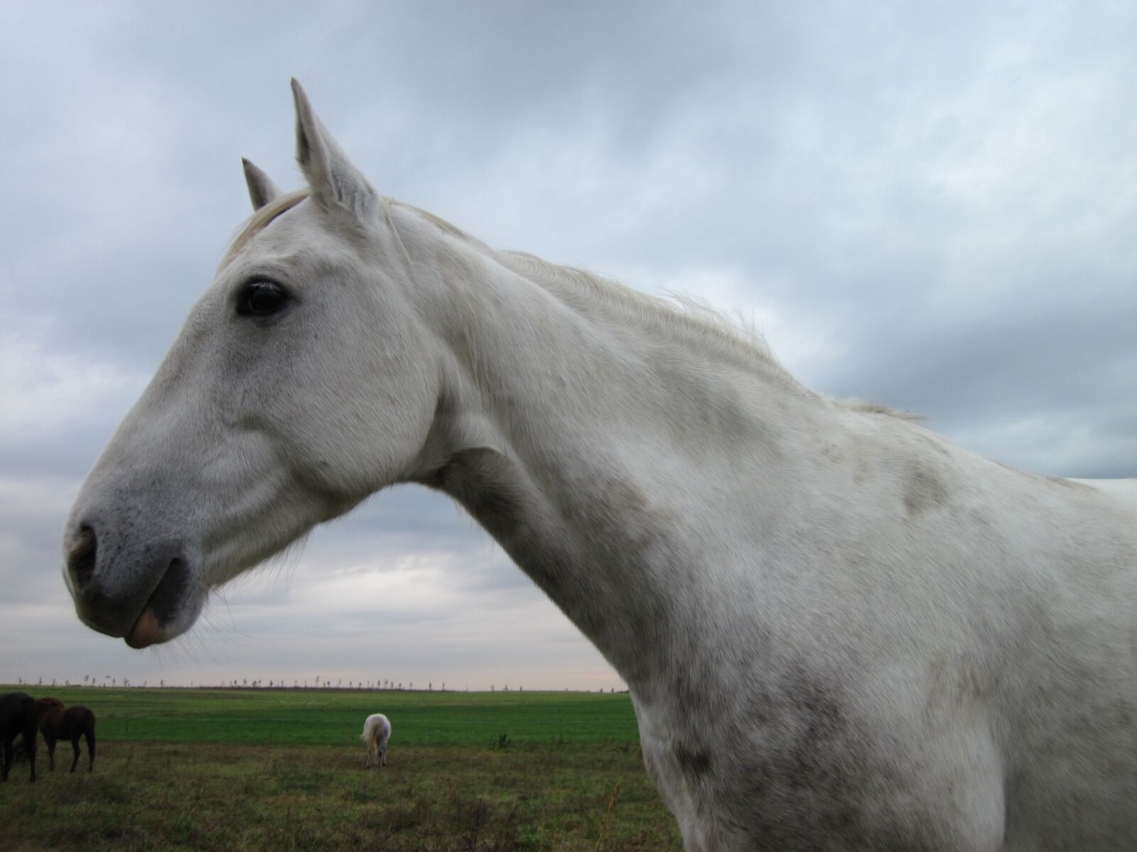 Canon PowerShot D10 sample photo. Horse, mold, white photography