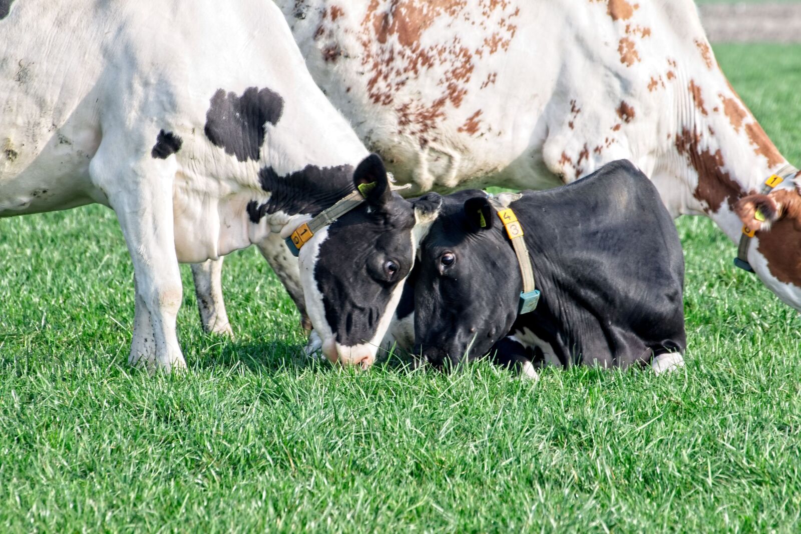 Canon EOS 70D sample photo. Cow, cows, roan photography