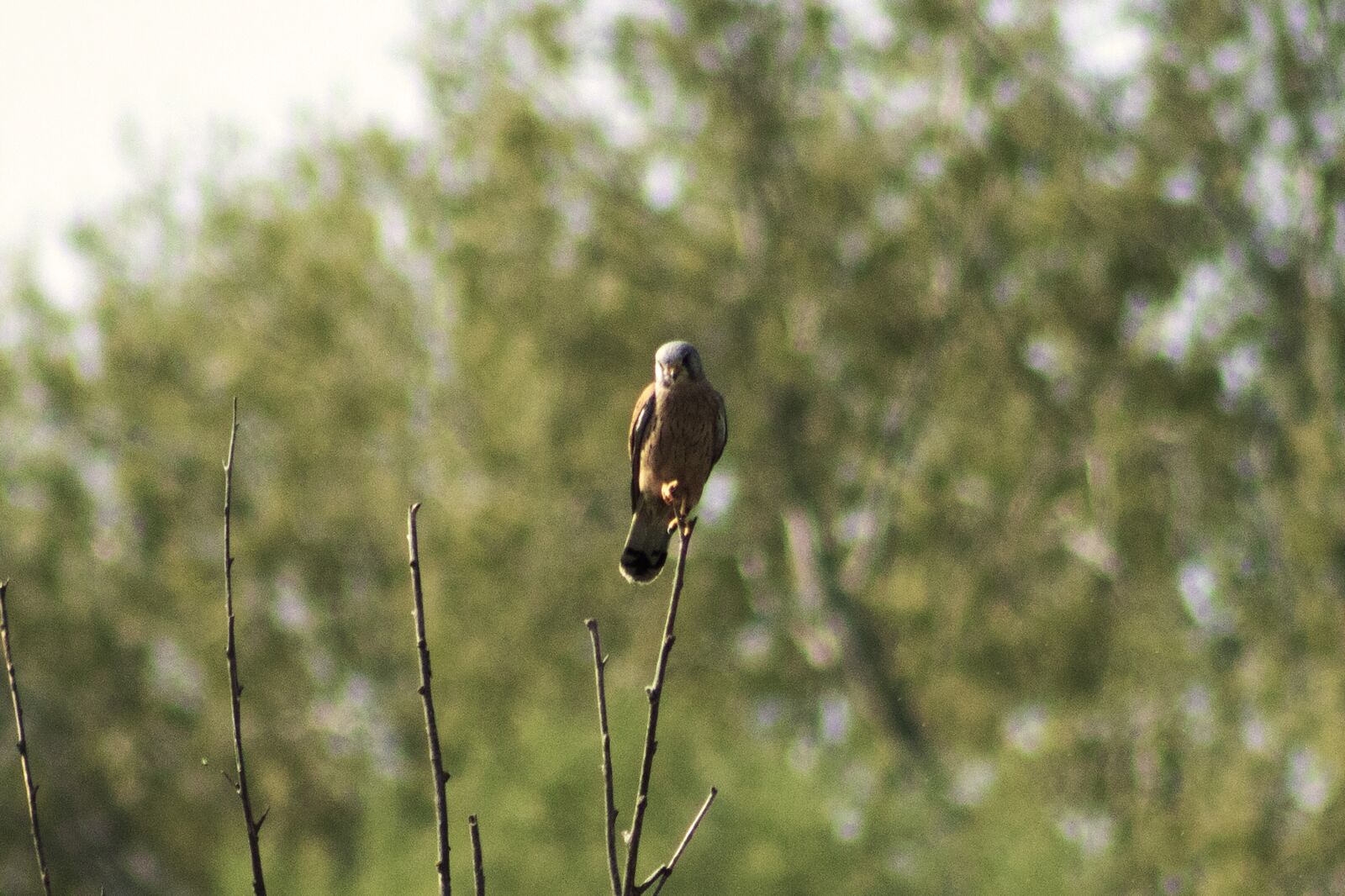 Canon EOS 1300D (EOS Rebel T6 / EOS Kiss X80) sample photo. Red, red-footed falcon, predator photography