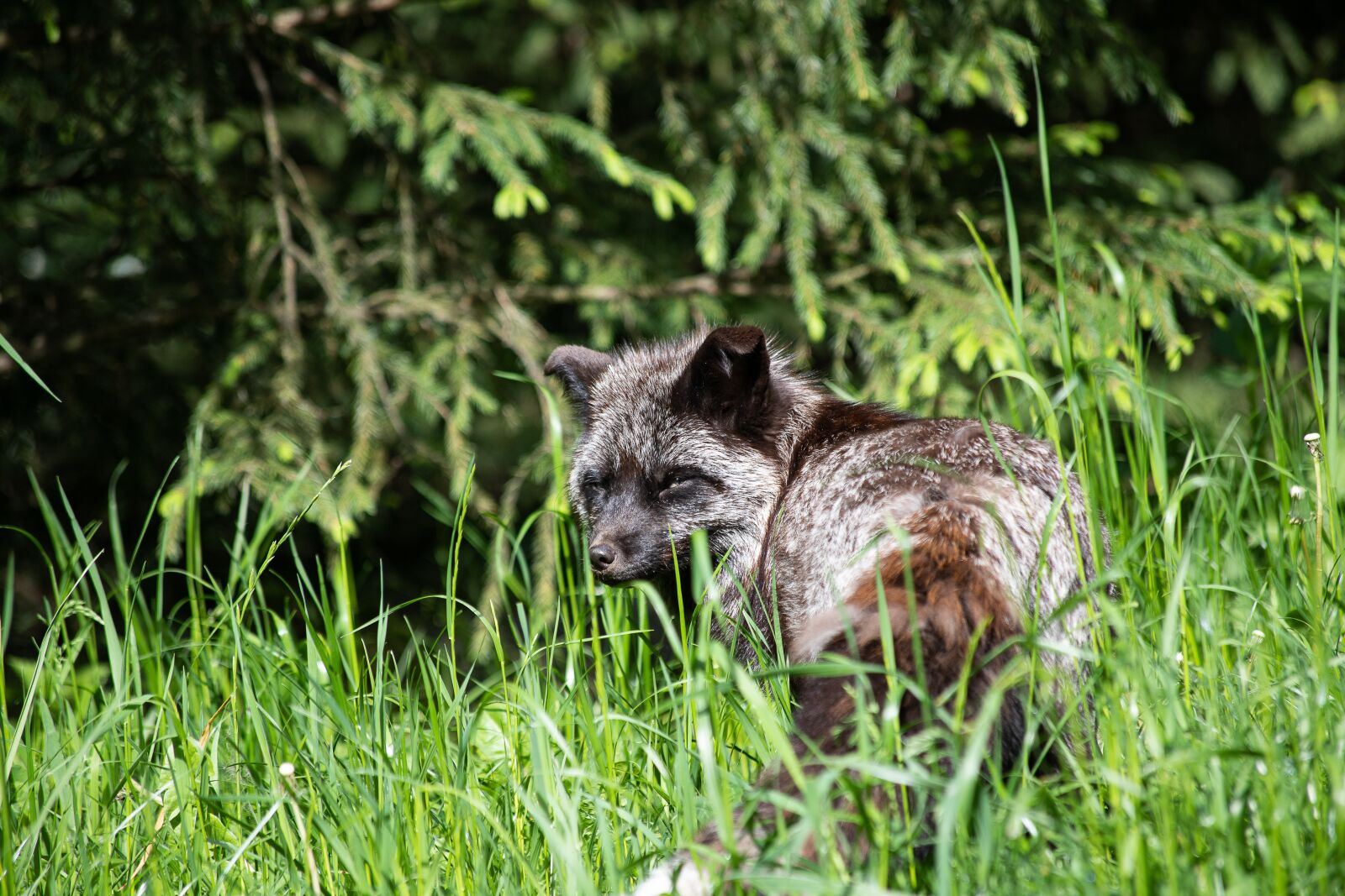 Canon EF 70-300mm F4-5.6 IS USM sample photo. Fuchs, darwin fox, mammal photography