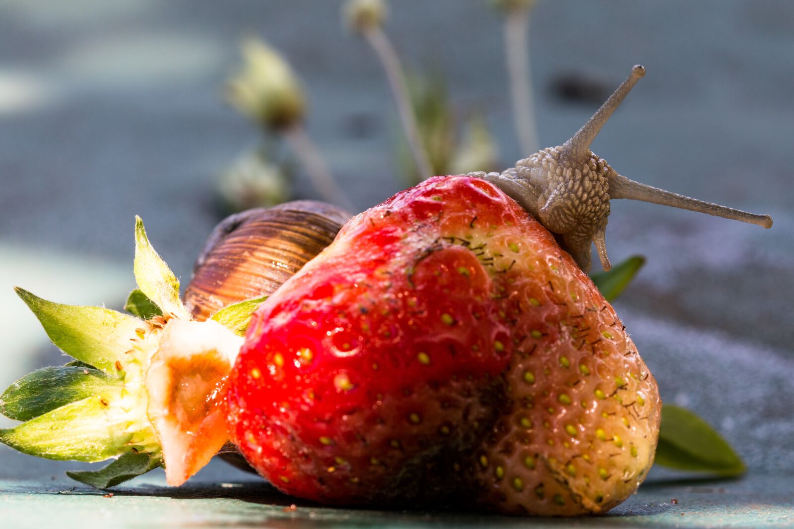 Canon EOS 70D sample photo. Strawberry, snail, eat photography