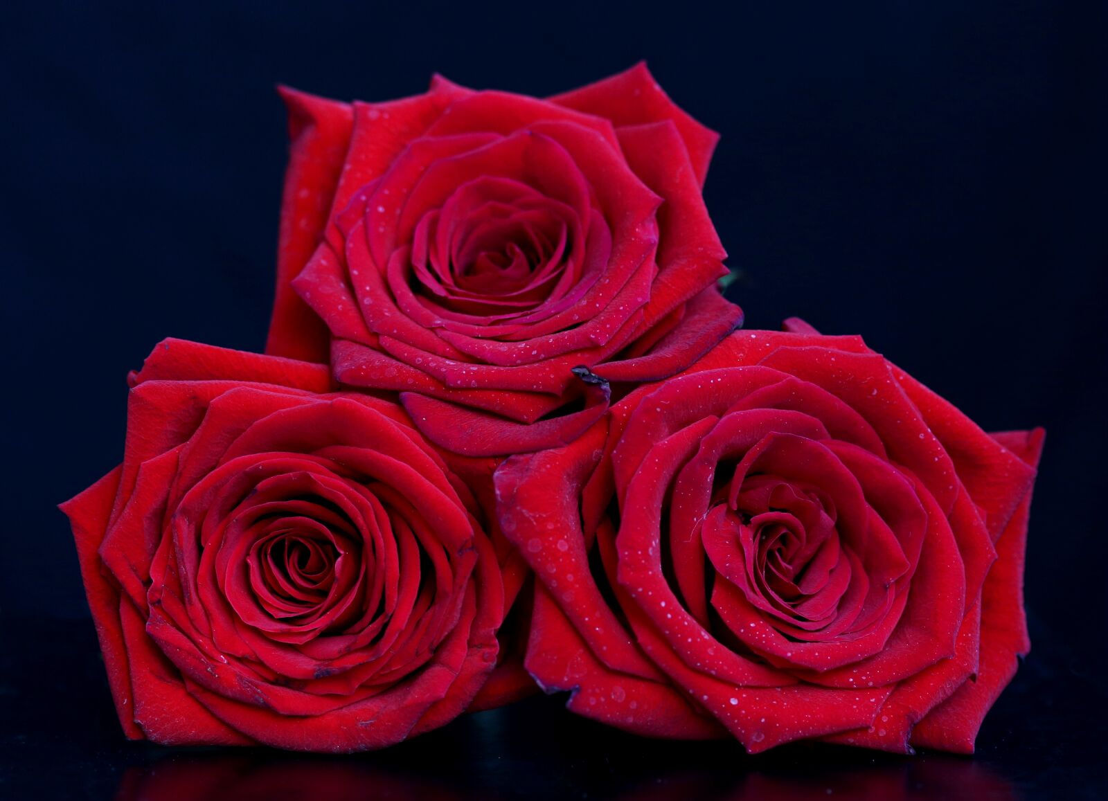 Canon EF-S 60mm F2.8 Macro USM sample photo. Rose, red, flower photography