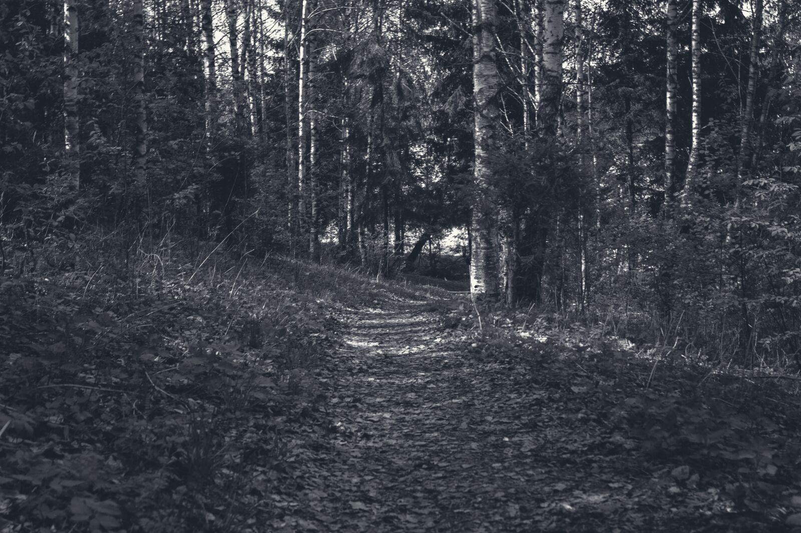 Sony SLT-A58 sample photo. Forest, track, tree photography
