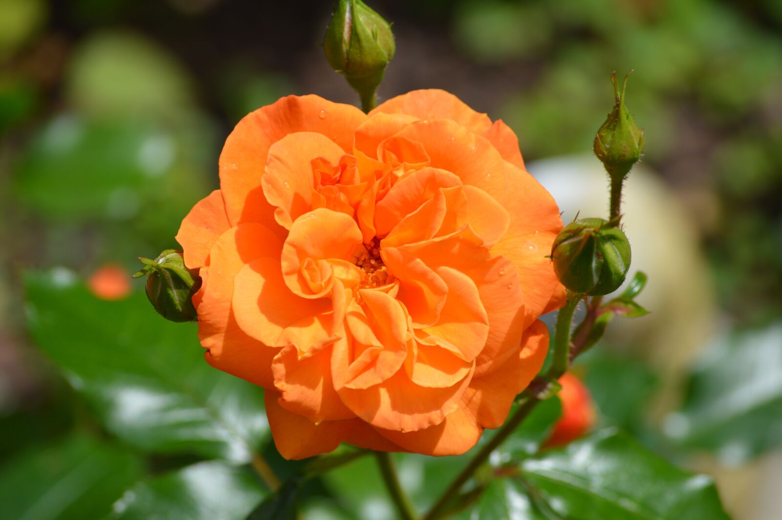 Nikon D3200 sample photo. Roses, flowers, bud photography