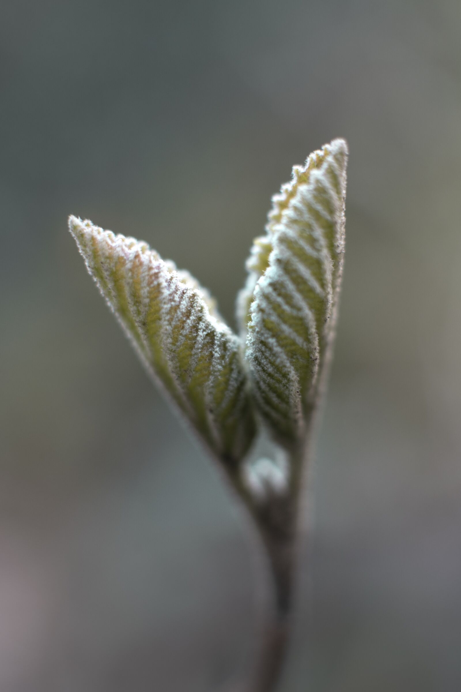 Nikon D7500 sample photo. Photos timeo, flower, nature photography