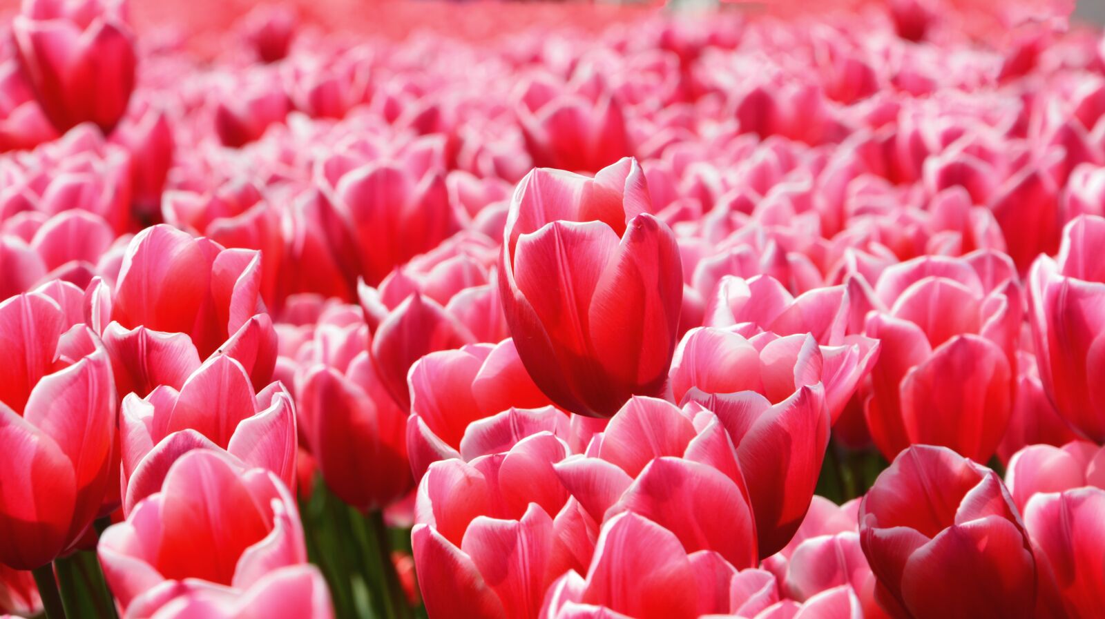 Nikon D7100 sample photo. Tulips, park, red photography