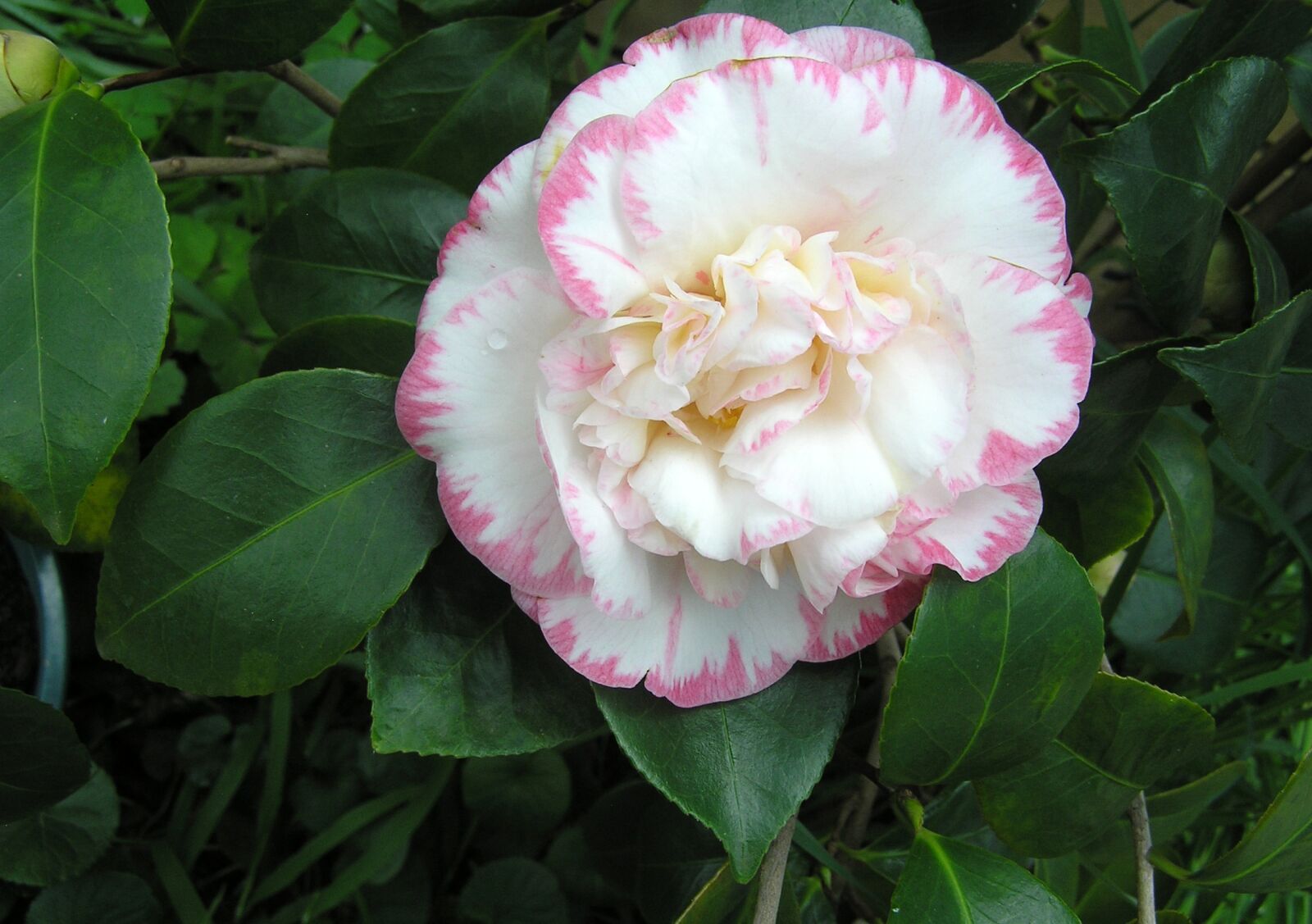 Olympus C750UZ sample photo. Camellia, flower, white photography